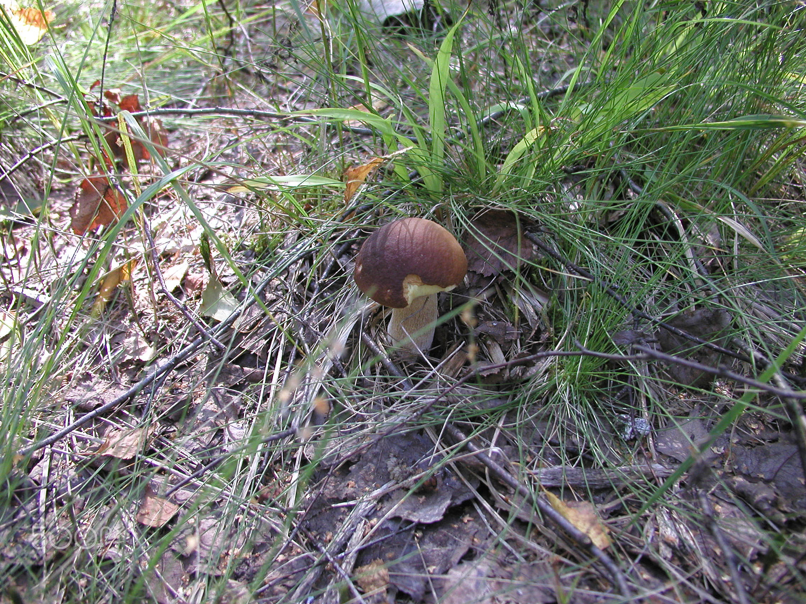 Olympus C4040Z sample photo. Forest mushrooms. edible mushrooms in the forest litter photography