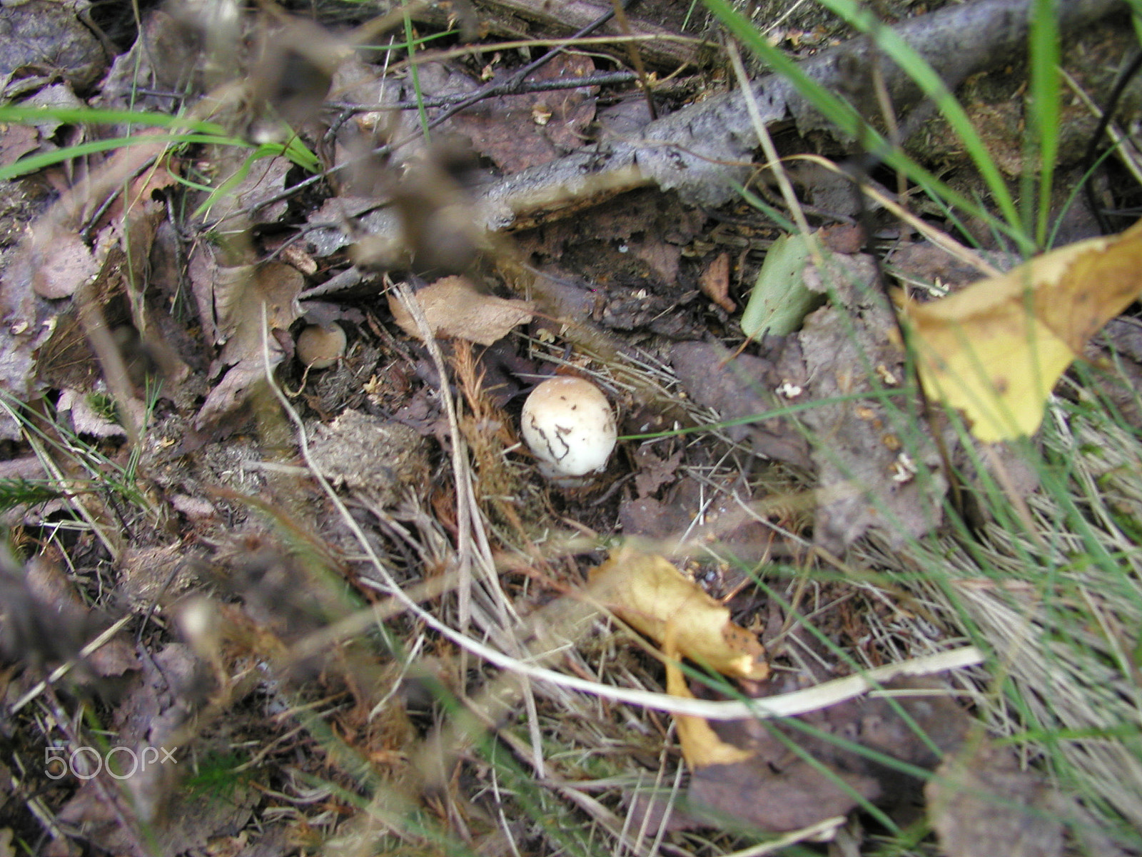 Olympus C4040Z sample photo. Forest mushrooms. edible mushrooms in the forest litter photography