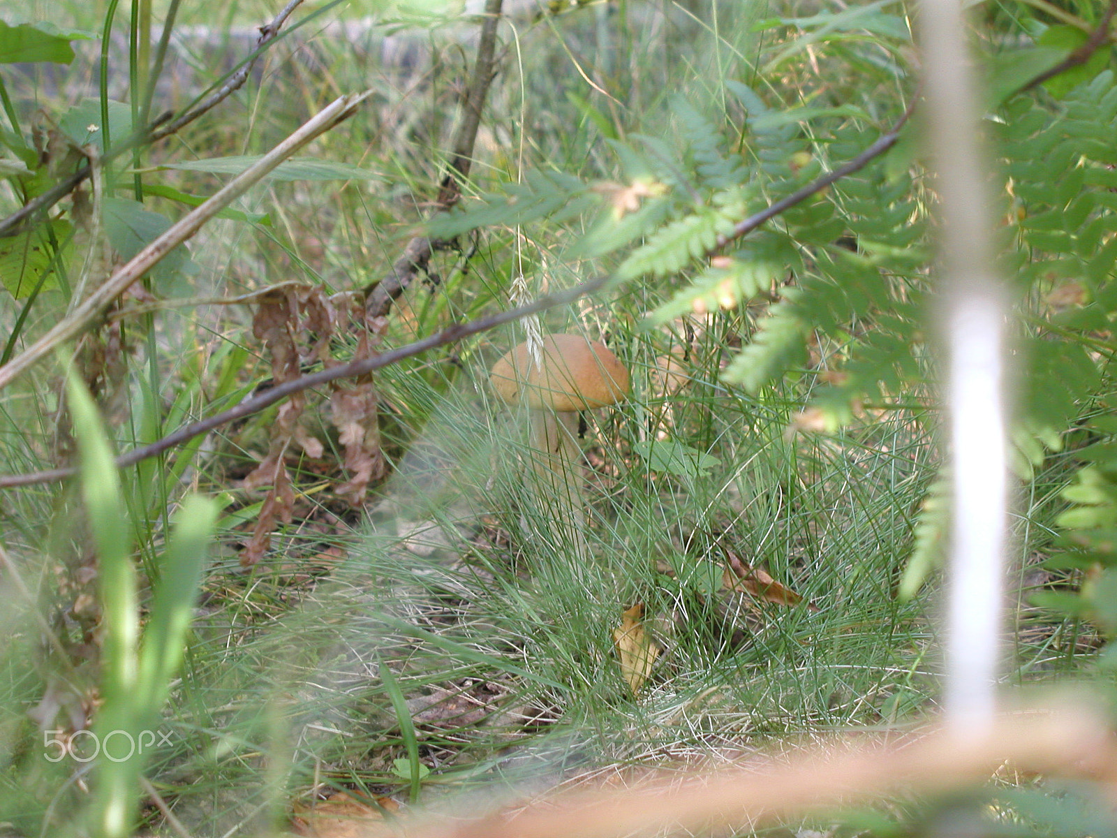 Olympus C4040Z sample photo. Forest mushrooms. edible mushrooms in the forest litter photography