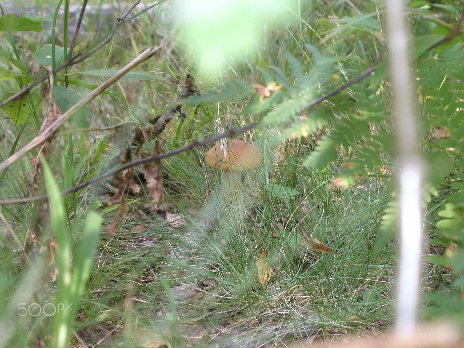 Olympus C4040Z sample photo. Forest mushrooms. edible mushrooms in the forest litter photography