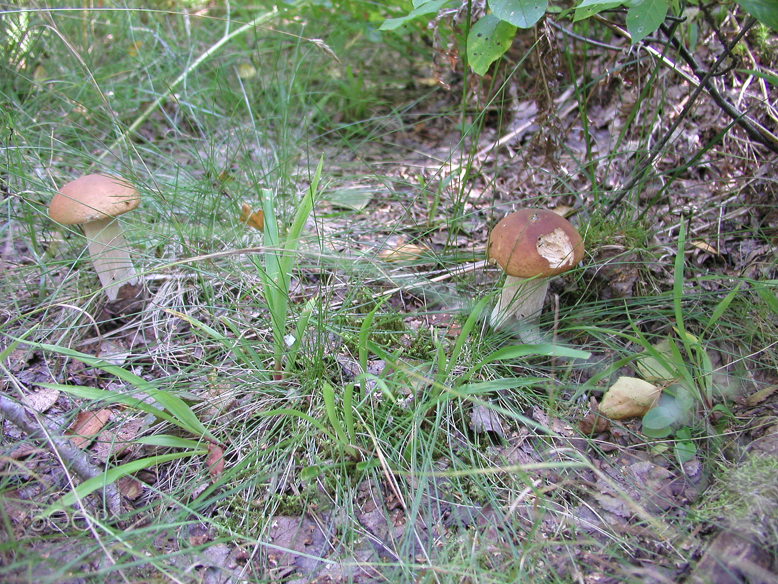 Olympus C4040Z sample photo. Forest mushrooms. edible mushrooms in the forest litter photography