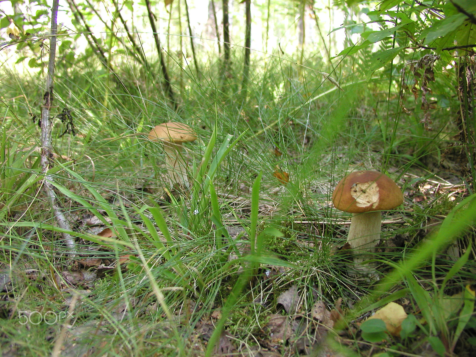 Olympus C4040Z sample photo. Forest mushrooms. edible mushrooms in the forest litter photography