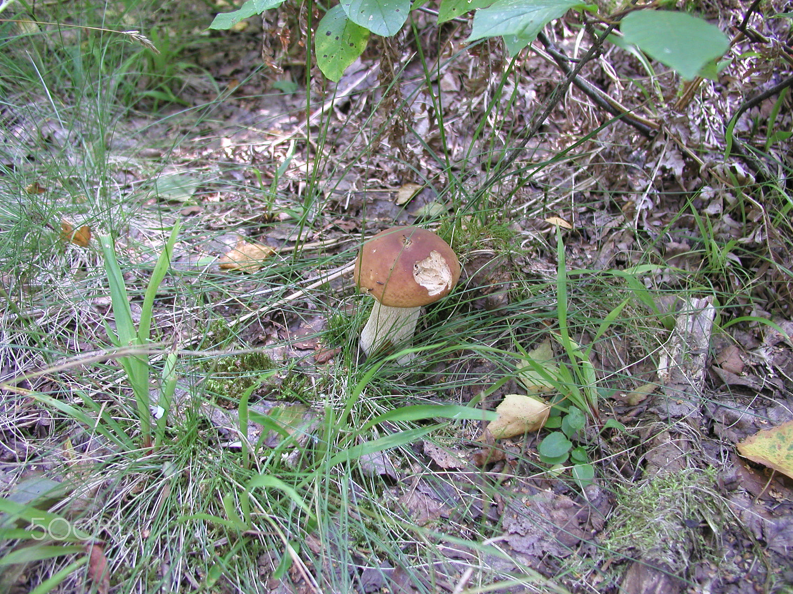 Olympus C4040Z sample photo. Forest mushrooms. edible mushrooms in the forest litter photography