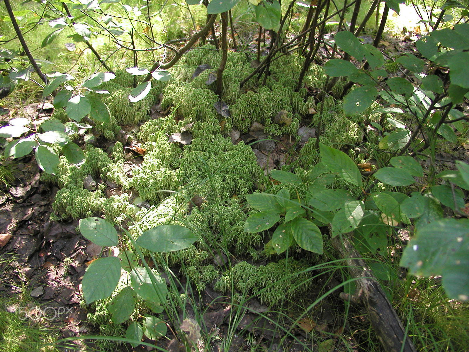 Olympus C4040Z sample photo. Forest mushrooms. edible mushrooms in the forest litter photography