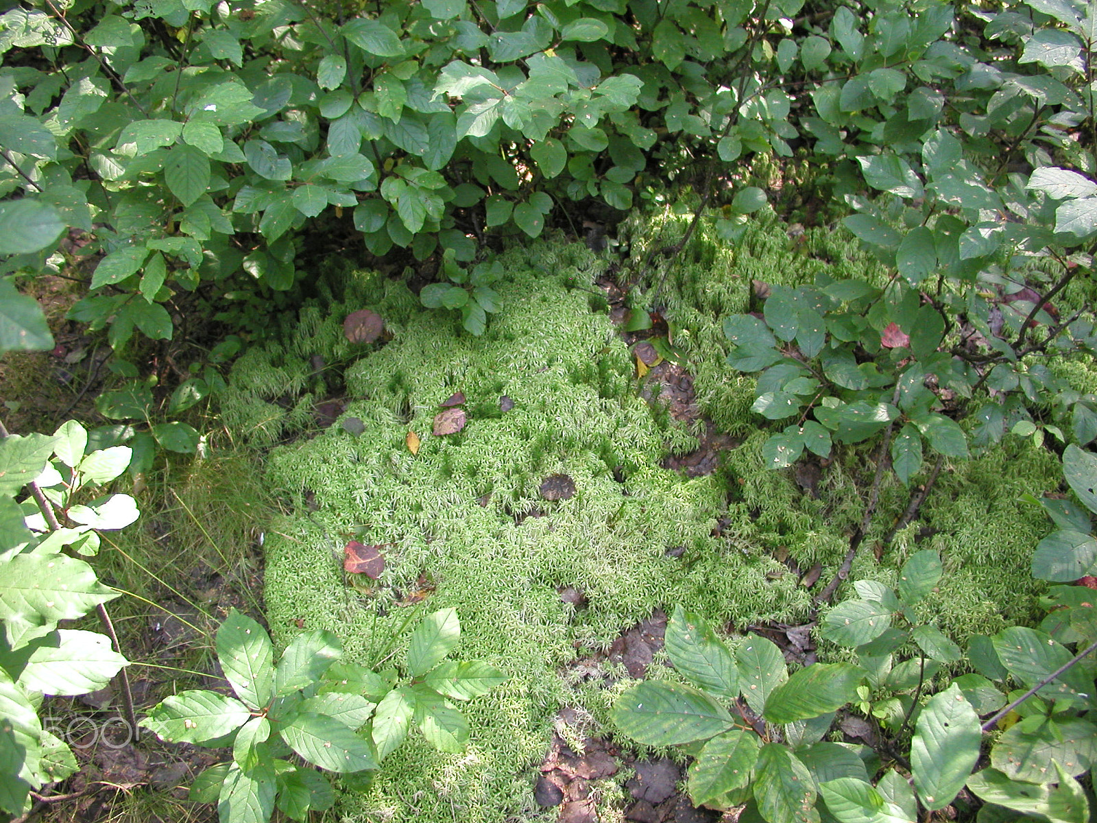 Olympus C4040Z sample photo. Forest mushrooms. edible mushrooms in the forest litter photography