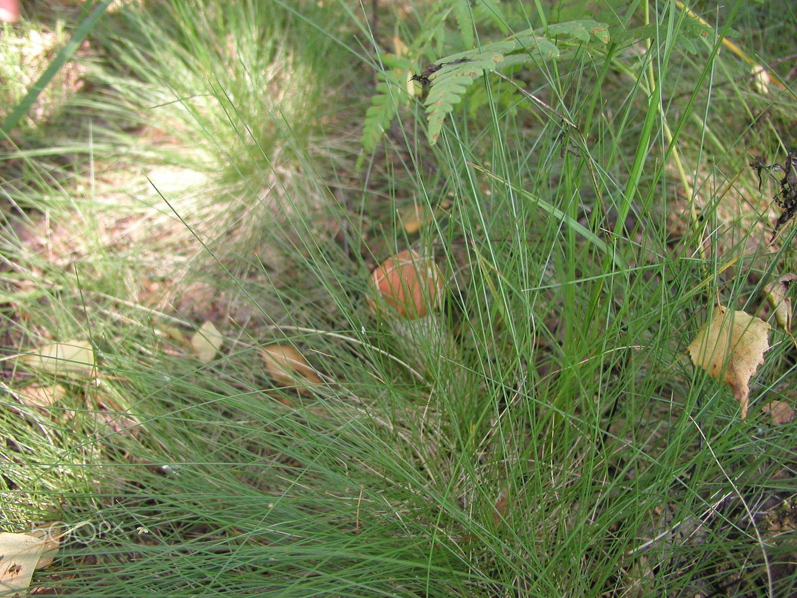 Olympus C4040Z sample photo. Forest mushrooms. edible mushrooms in the forest litter photography