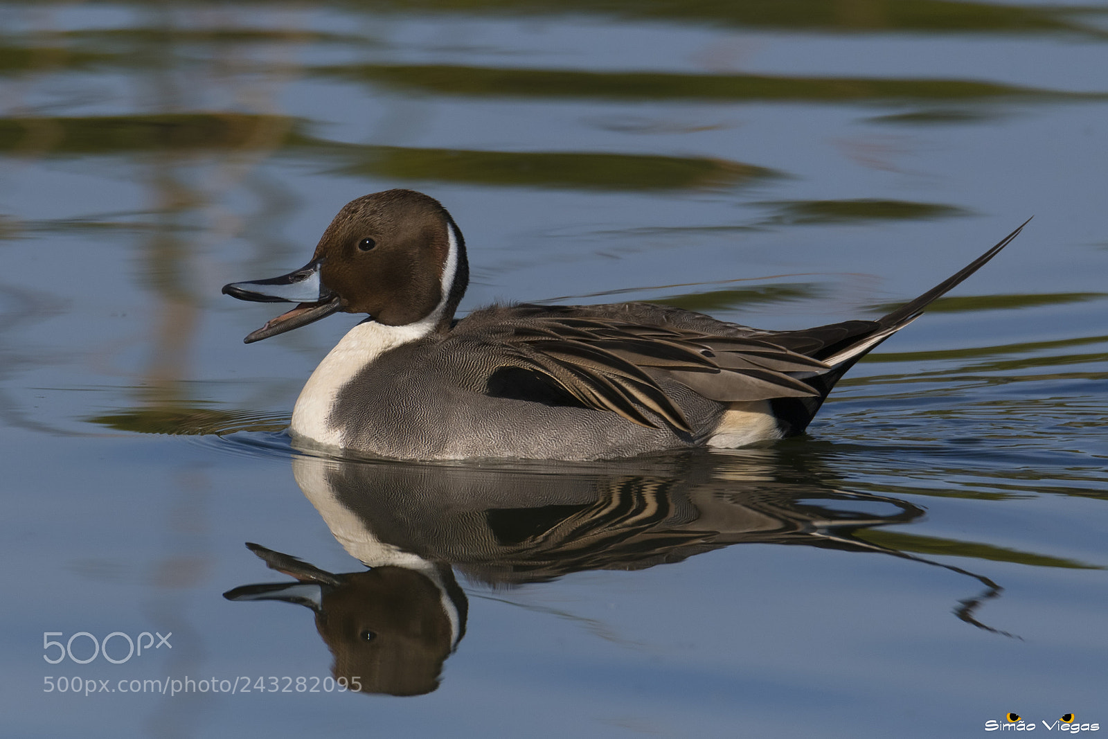 Nikon D500 sample photo. Anas acuta ♂ photography