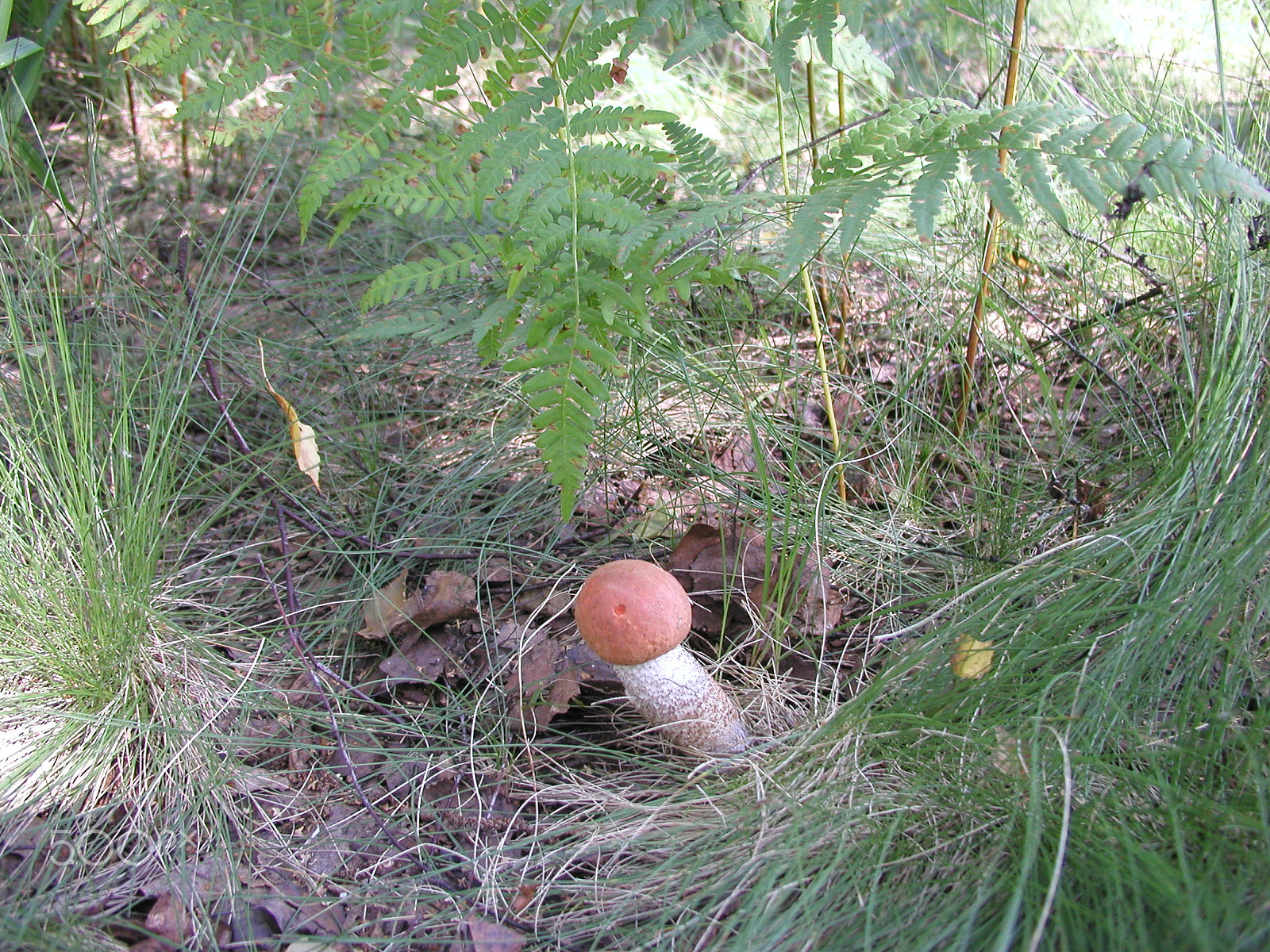 Olympus C4040Z sample photo. Forest mushrooms. edible mushrooms in the forest litter photography