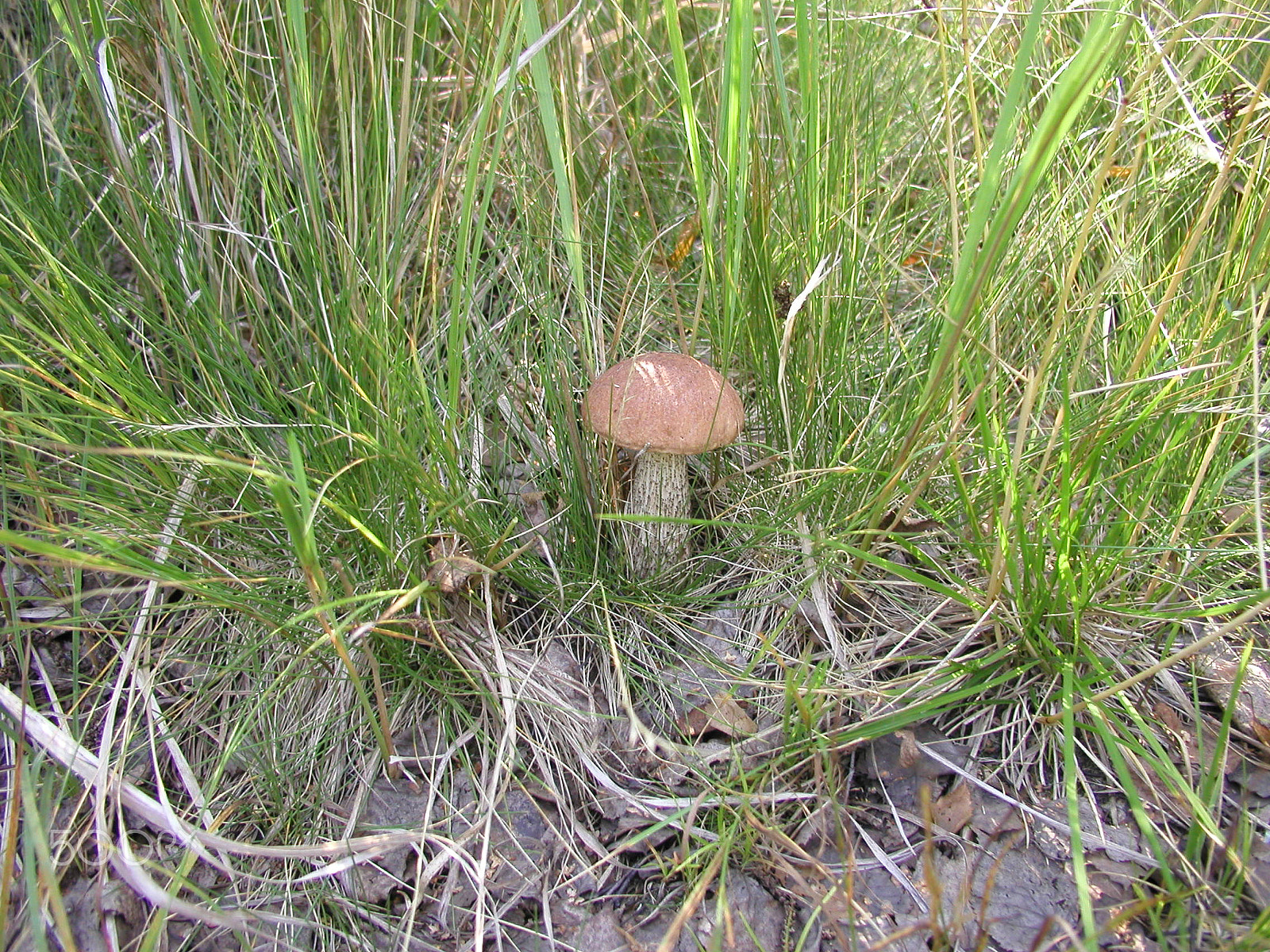 Olympus C4040Z sample photo. Forest mushrooms. edible mushrooms in the forest litter photography