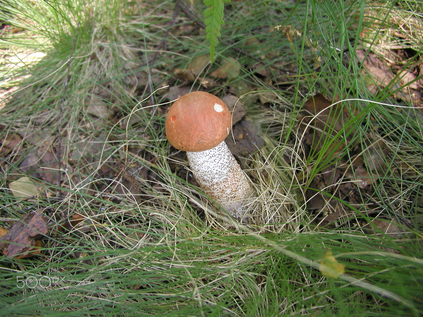 Olympus C4040Z sample photo. Forest mushrooms. edible mushrooms in the forest litter photography