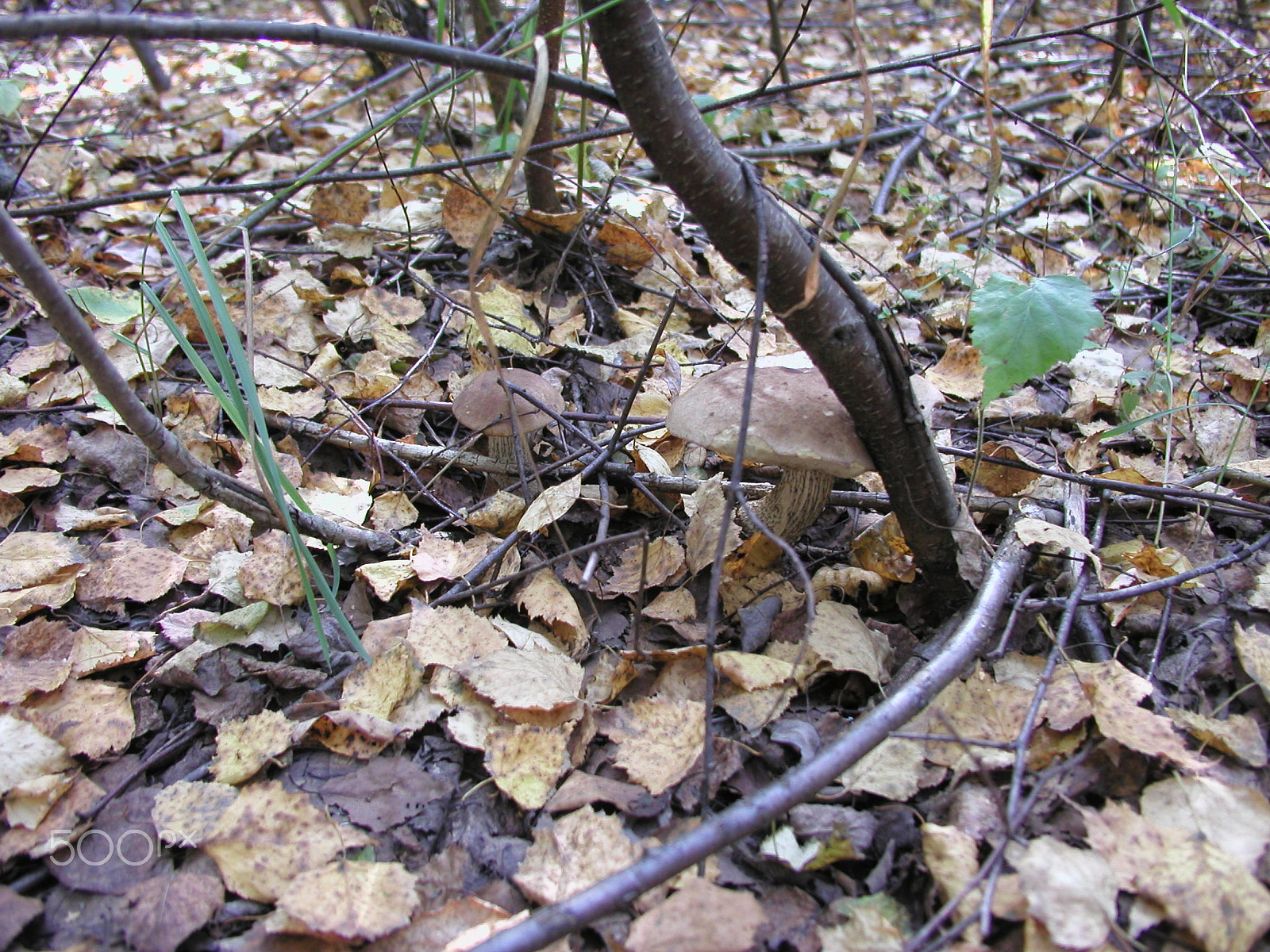 Olympus C4040Z sample photo. Forest mushrooms. edible mushrooms in the forest litter photography