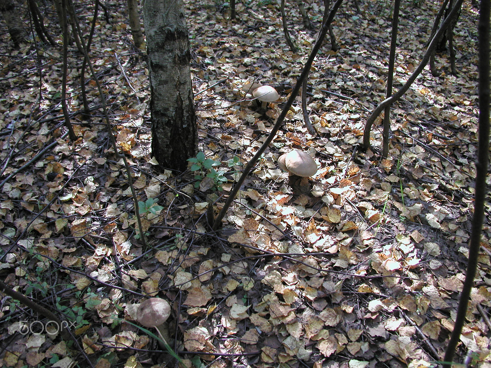 Olympus C4040Z sample photo. Forest mushrooms. edible mushrooms in the forest litter photography