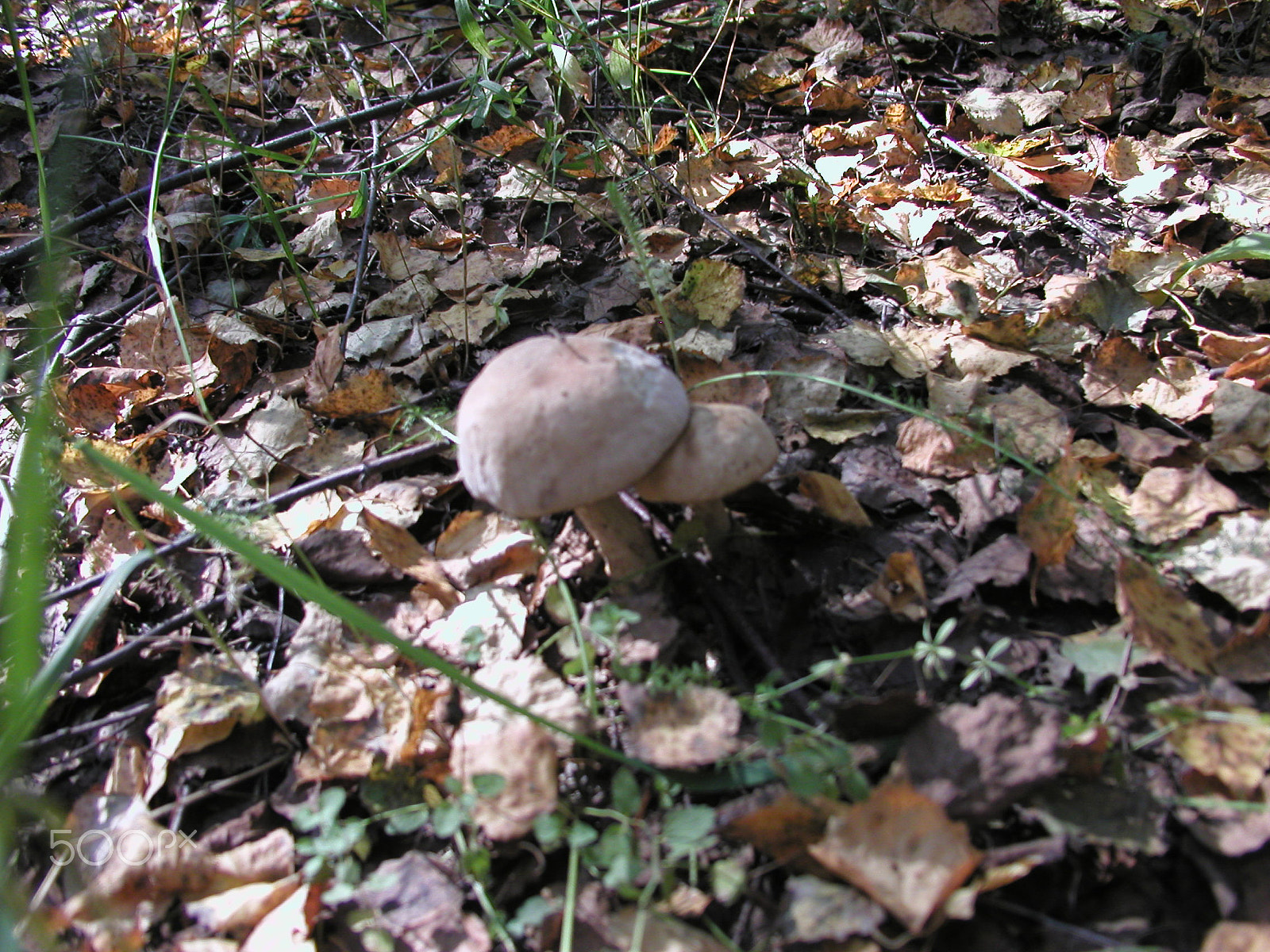 Olympus C4040Z sample photo. Forest mushrooms. edible mushrooms in the forest litter photography