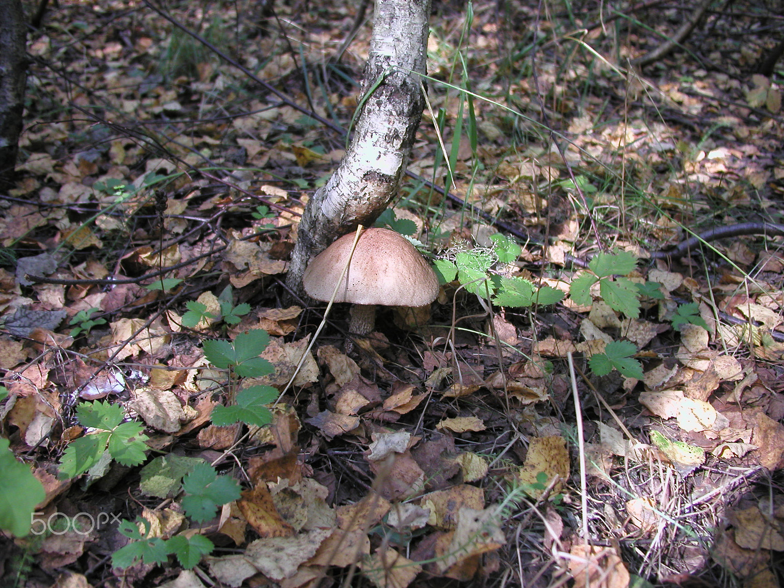 Olympus C4040Z sample photo. Forest mushrooms. edible mushrooms in the forest litter photography