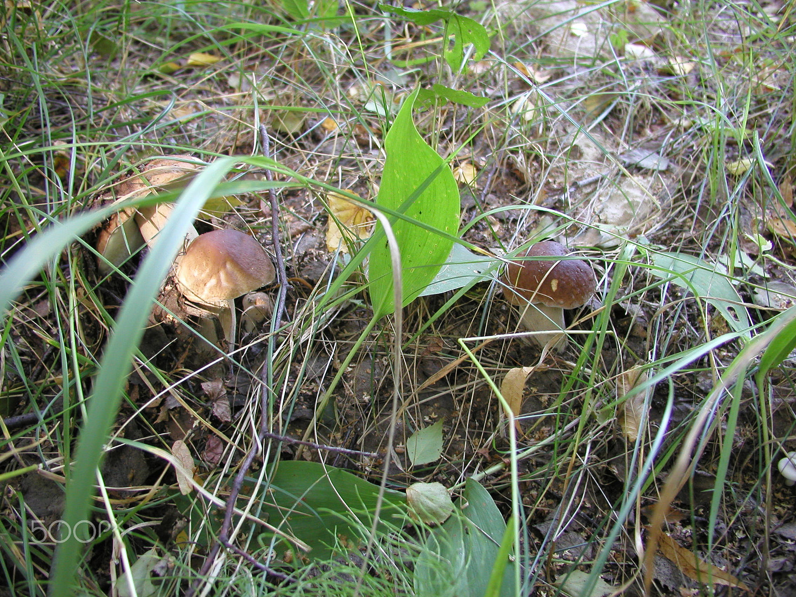 Olympus C4040Z sample photo. Forest mushrooms. edible mushrooms in the forest litter photography