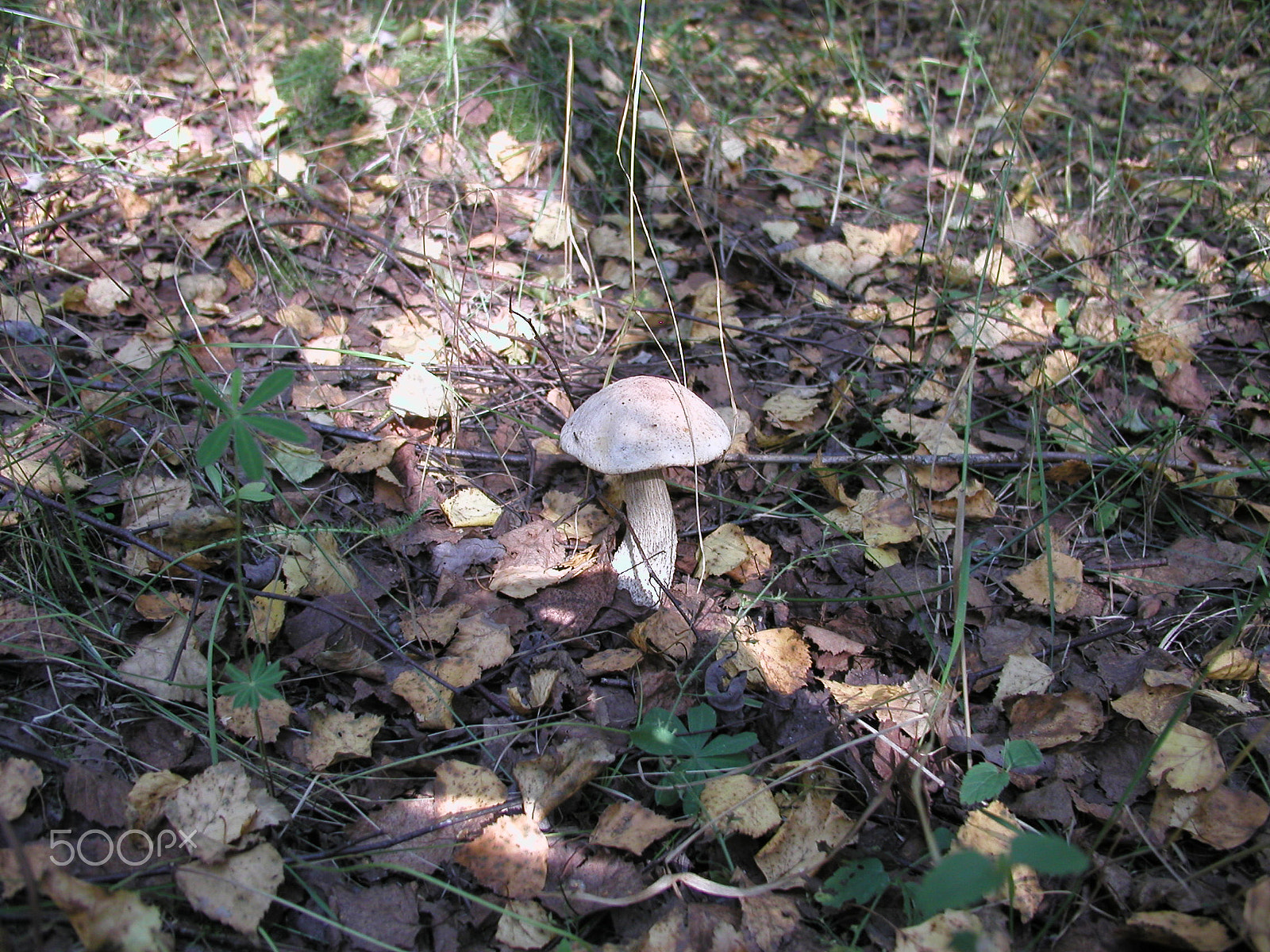 Olympus C4040Z sample photo. Forest mushrooms. edible mushrooms in the forest litter photography