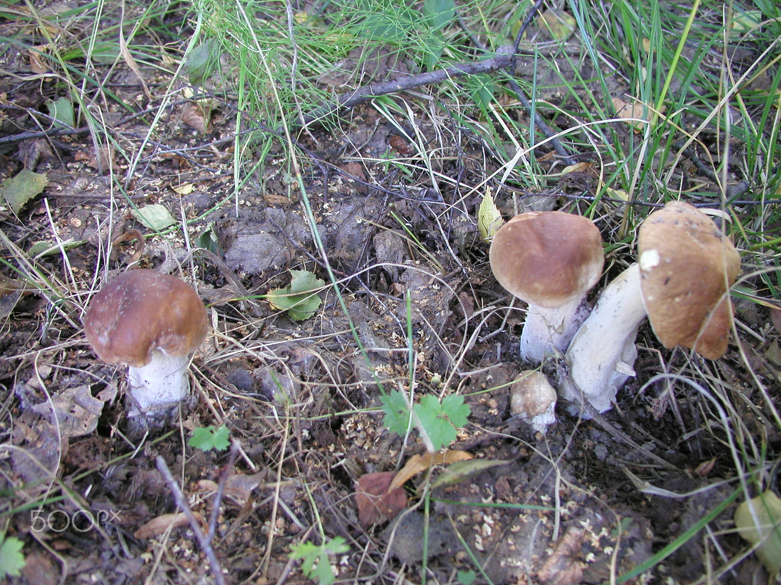 Olympus C4040Z sample photo. Forest mushrooms. edible mushrooms in the forest litter photography