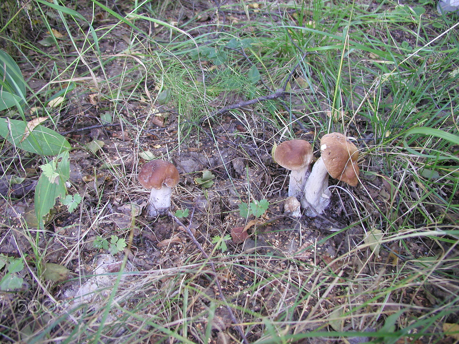 Olympus C4040Z sample photo. Forest mushrooms. edible mushrooms in the forest litter photography