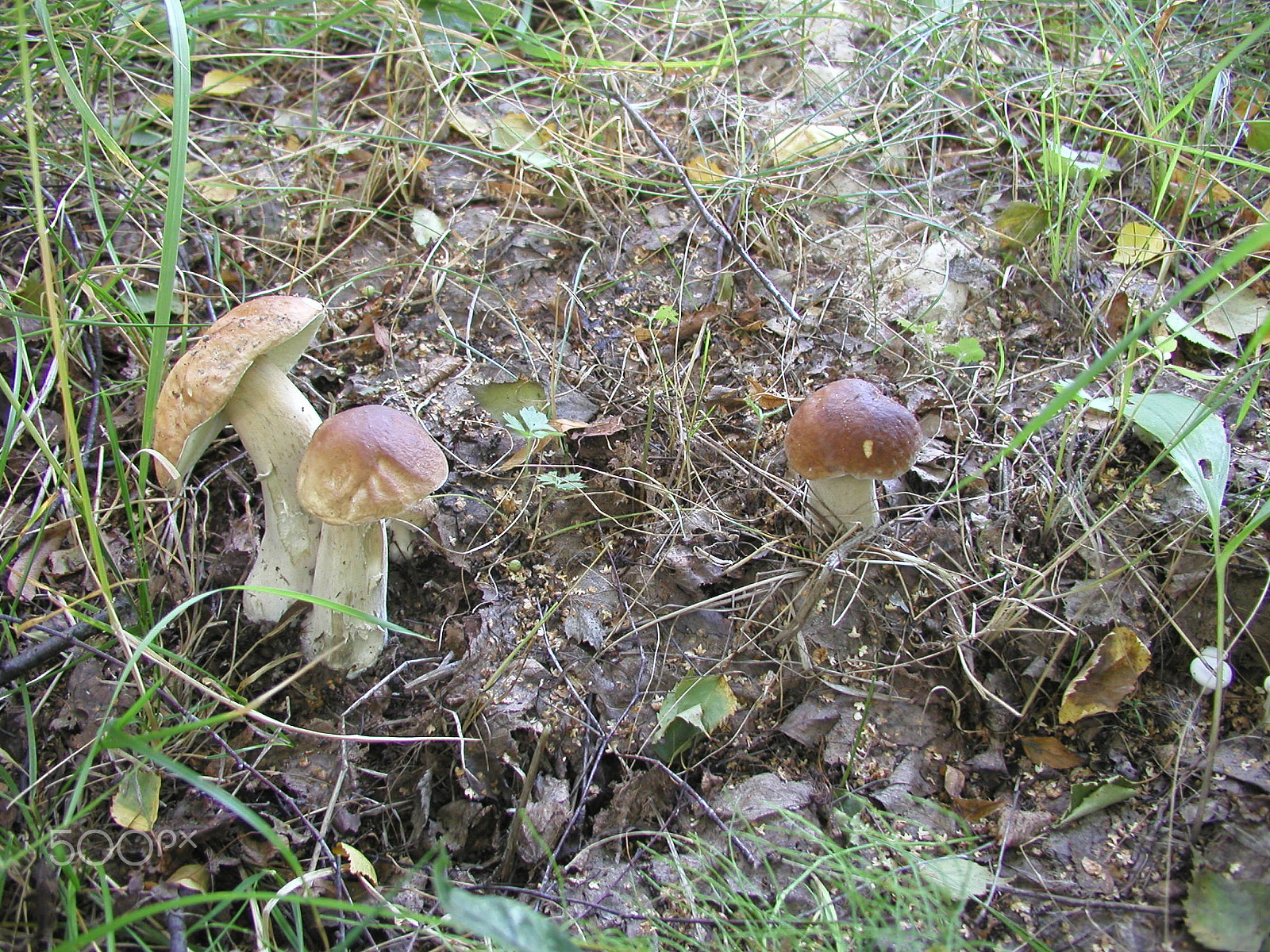 Olympus C4040Z sample photo. Forest mushrooms. edible mushrooms in the forest litter photography