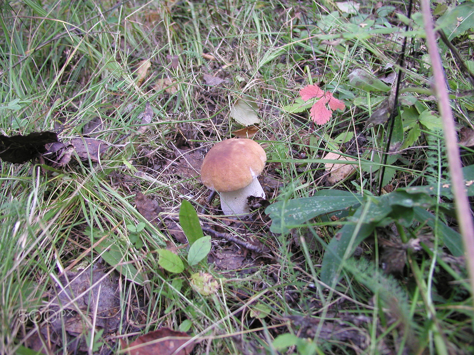 Olympus C4040Z sample photo. Forest mushrooms. edible mushrooms in the forest litter photography