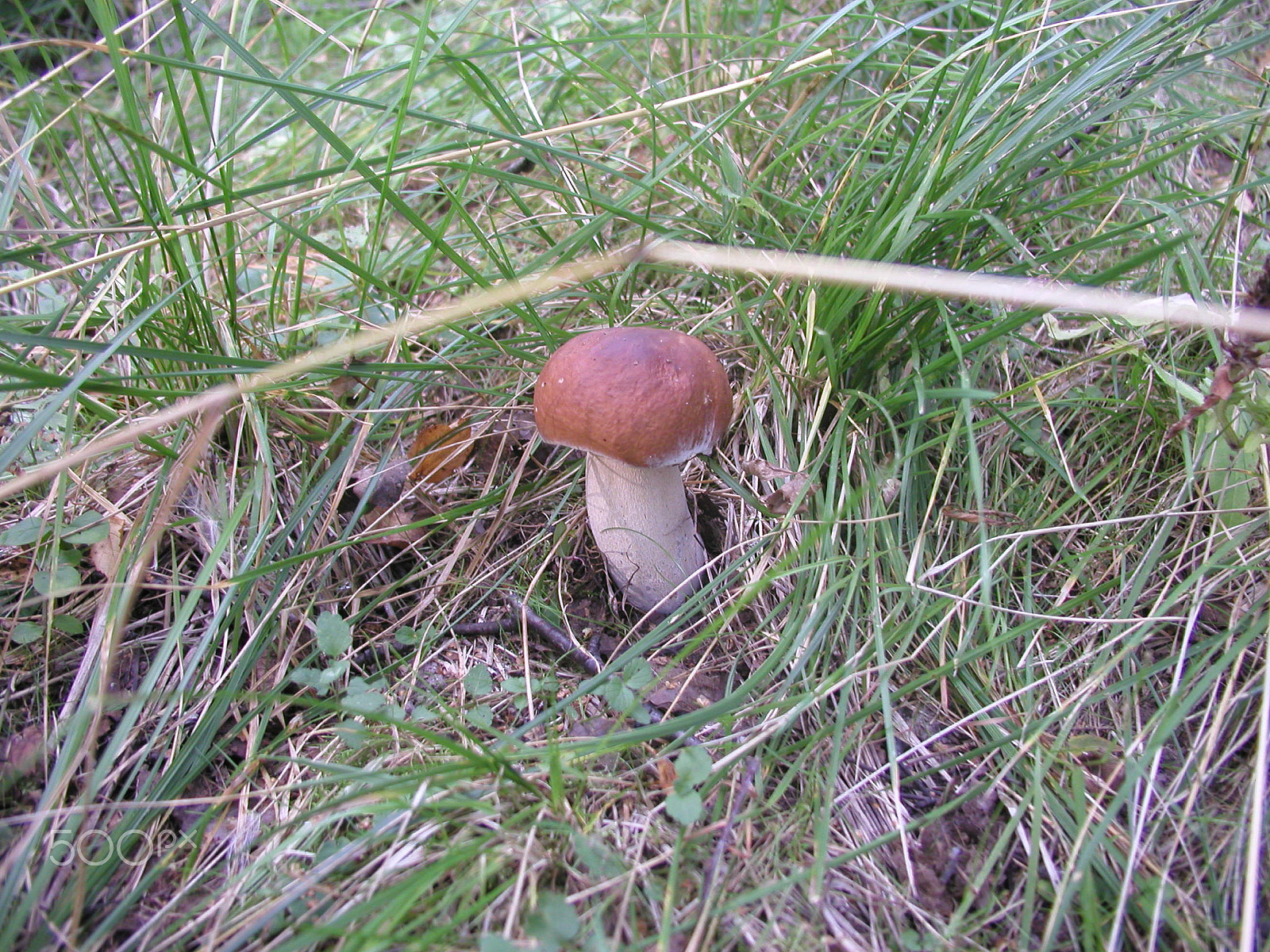 Olympus C4040Z sample photo. Forest mushrooms. edible mushrooms in the forest litter photography