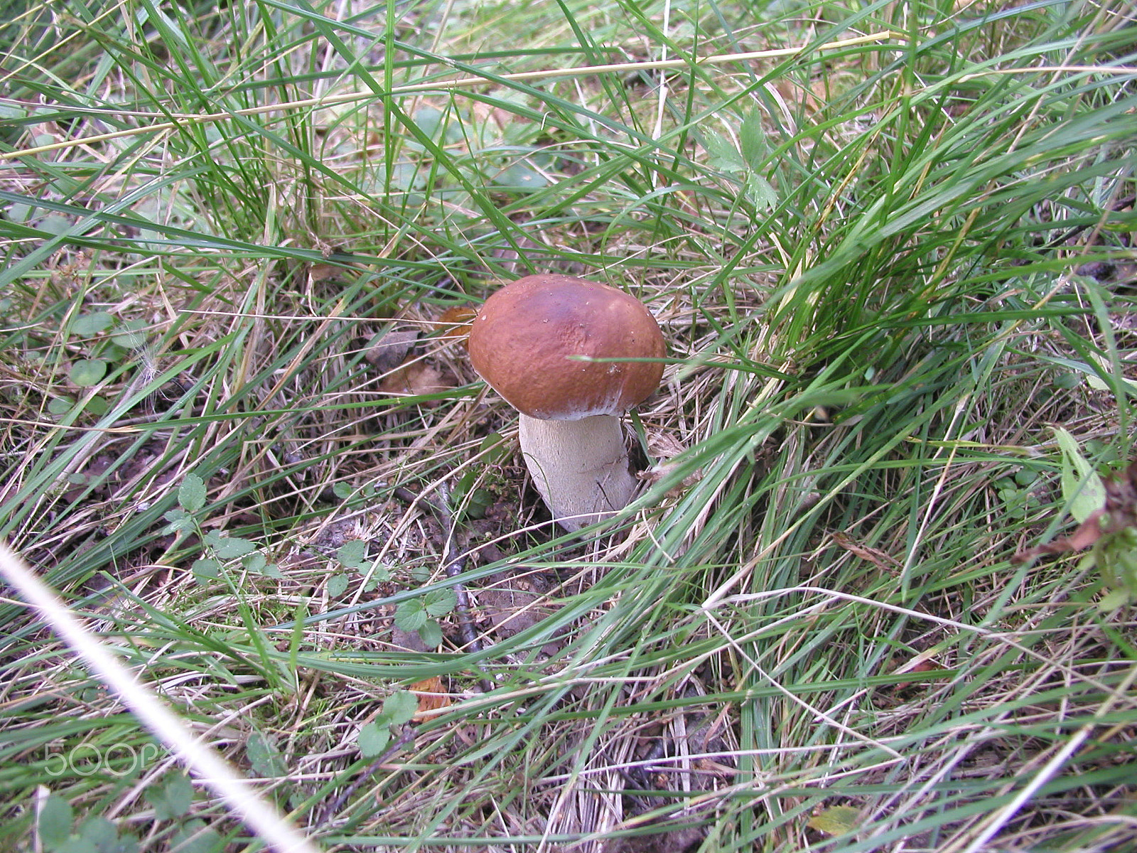 Olympus C4040Z sample photo. Forest mushrooms. edible mushrooms in the forest litter photography