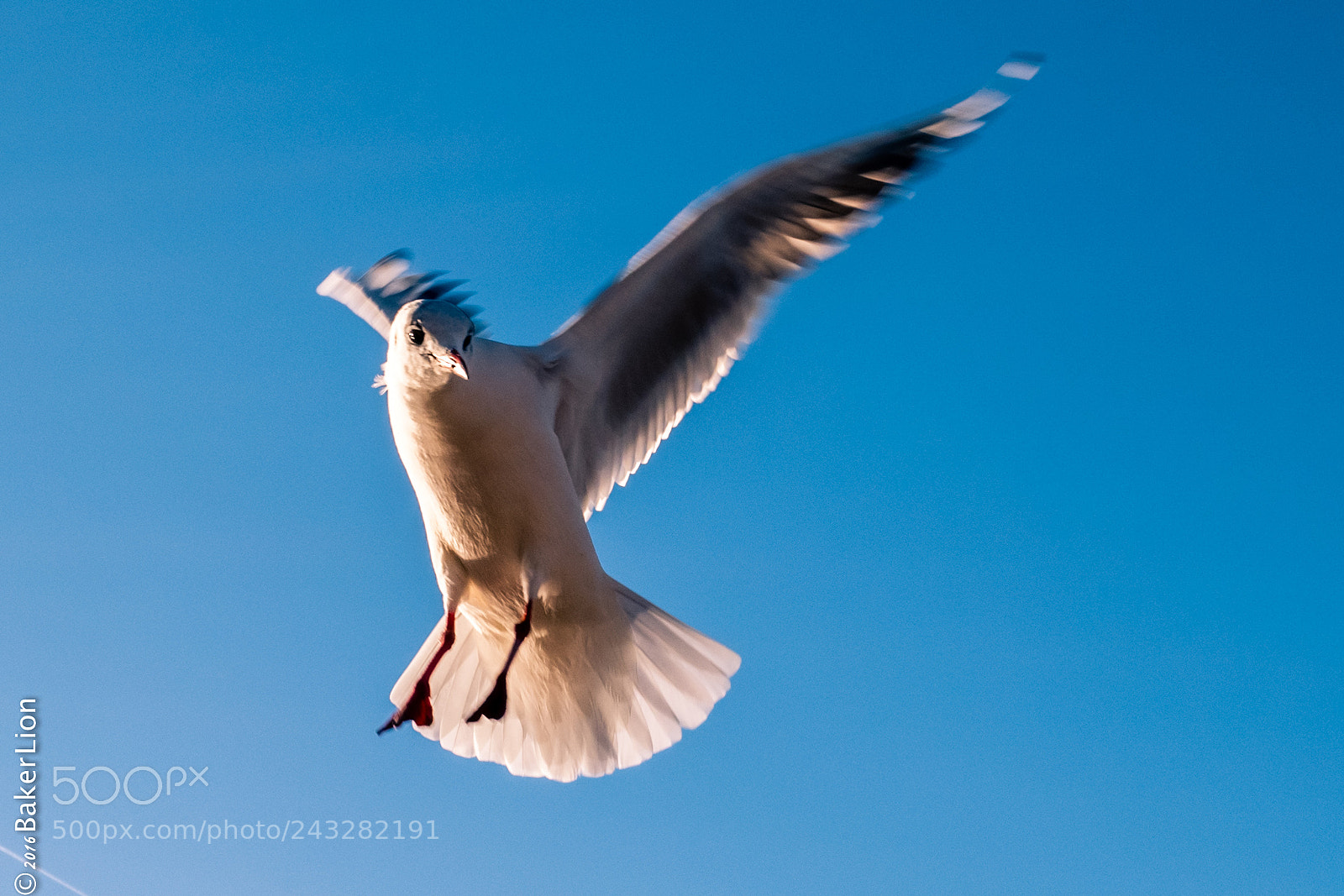 Panasonic Lumix DMC-GX85 (Lumix DMC-GX80 / Lumix DMC-GX7 Mark II) sample photo. Rhein möve seagull  photography