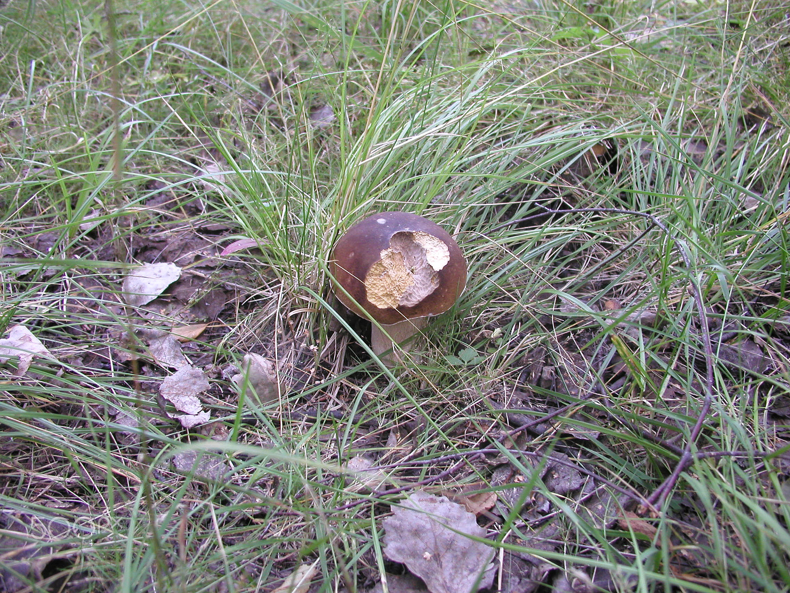 Olympus C4040Z sample photo. Forest mushrooms. edible mushrooms in the forest litter photography