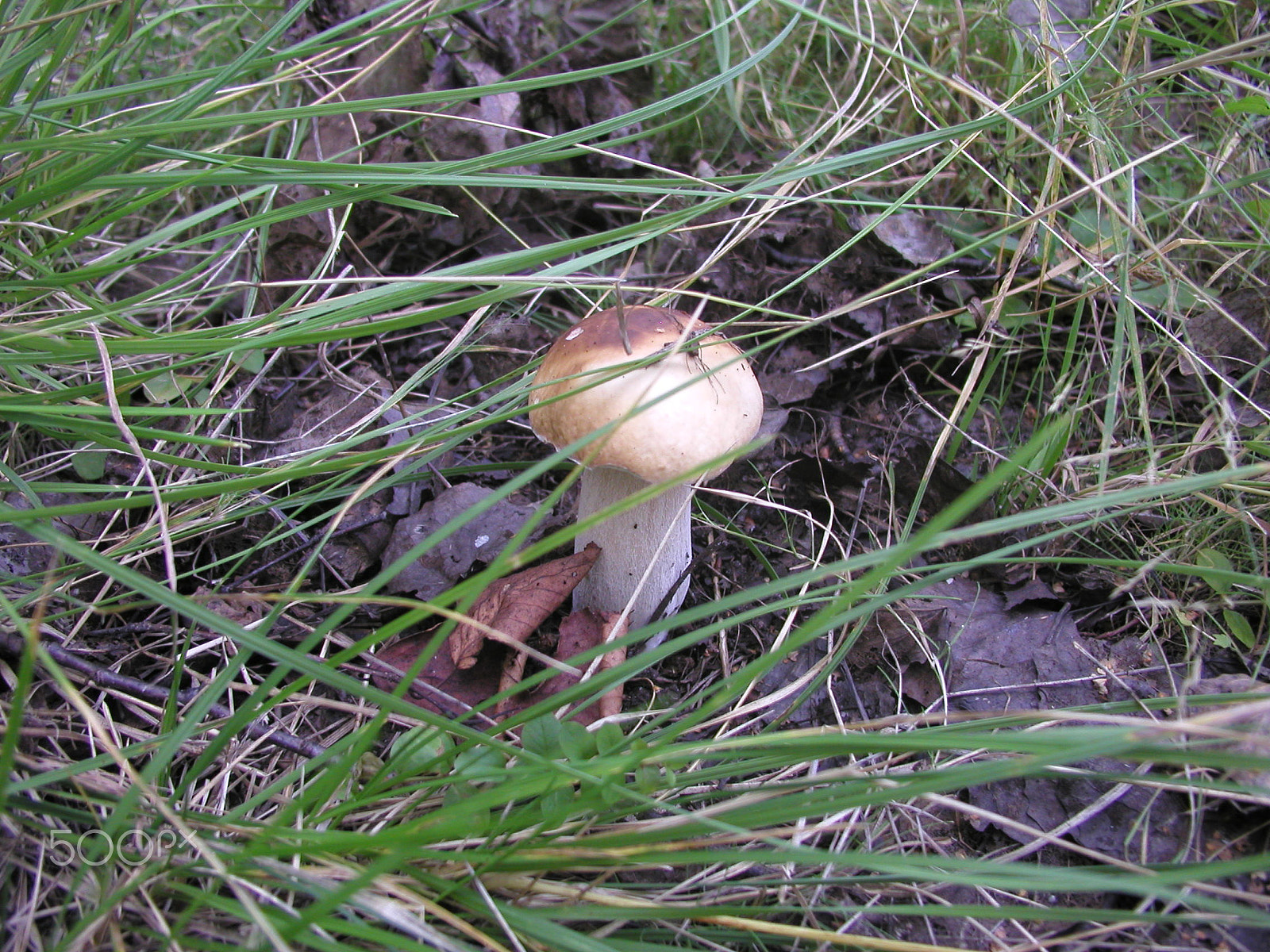 Olympus C4040Z sample photo. Forest mushrooms. edible mushrooms in the forest litter photography