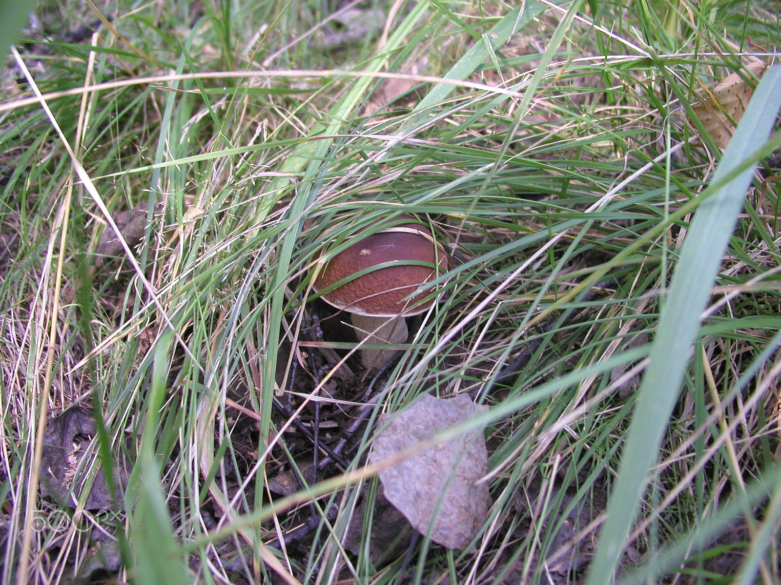 Olympus C4040Z sample photo. Forest mushrooms. edible mushrooms in the forest litter photography