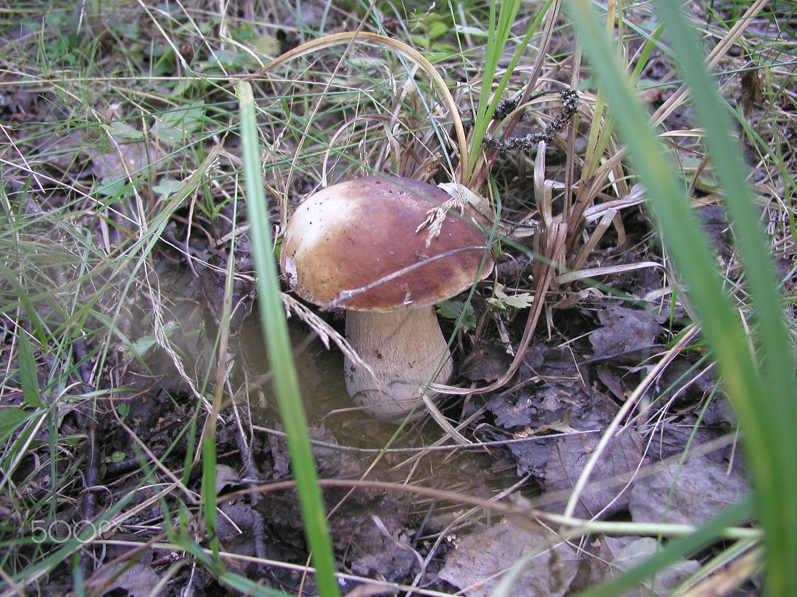 Olympus C4040Z sample photo. Forest mushrooms. edible mushrooms in the forest litter photography