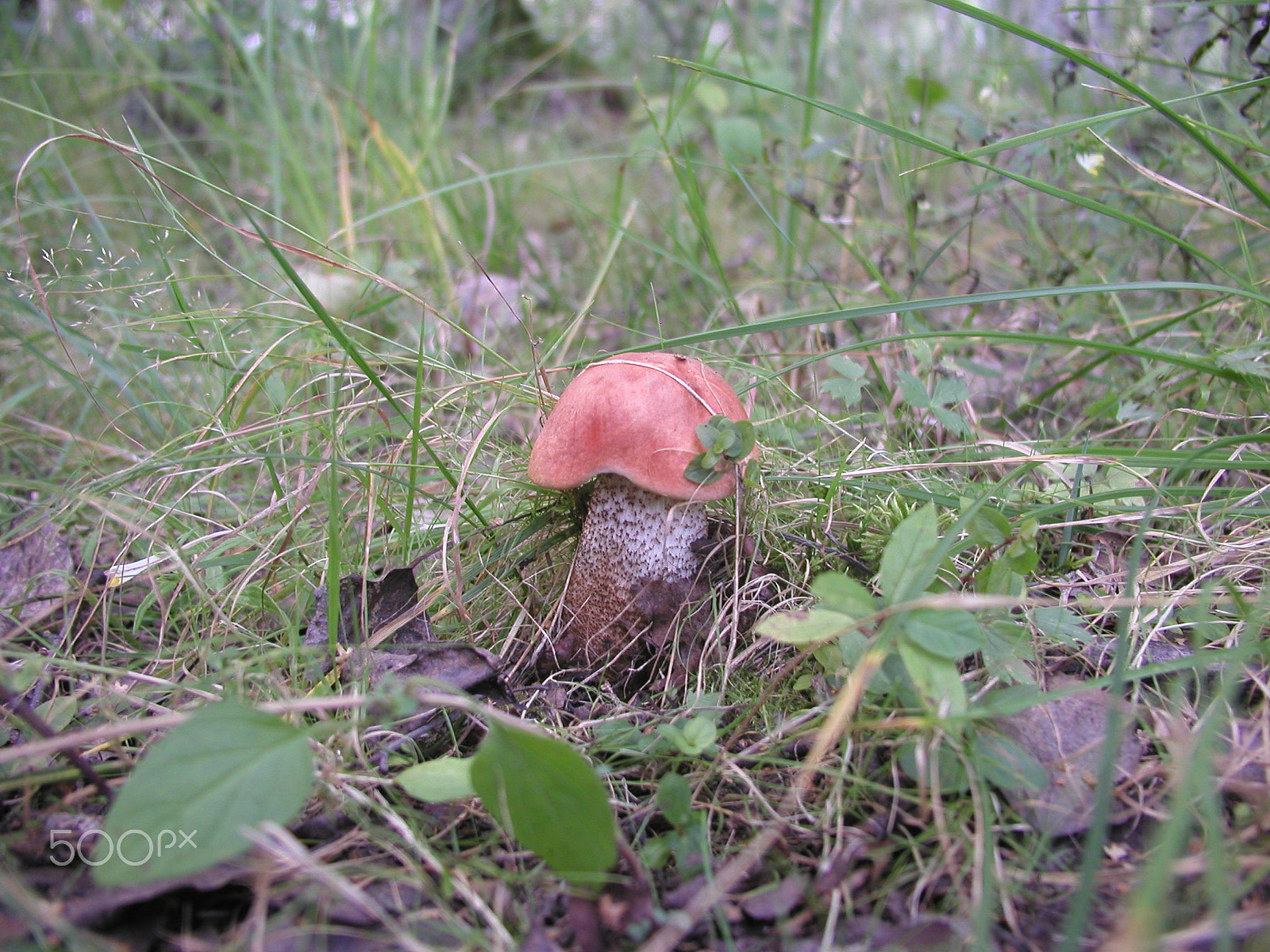 Olympus C4040Z sample photo. Forest mushrooms. edible mushrooms in the forest litter photography