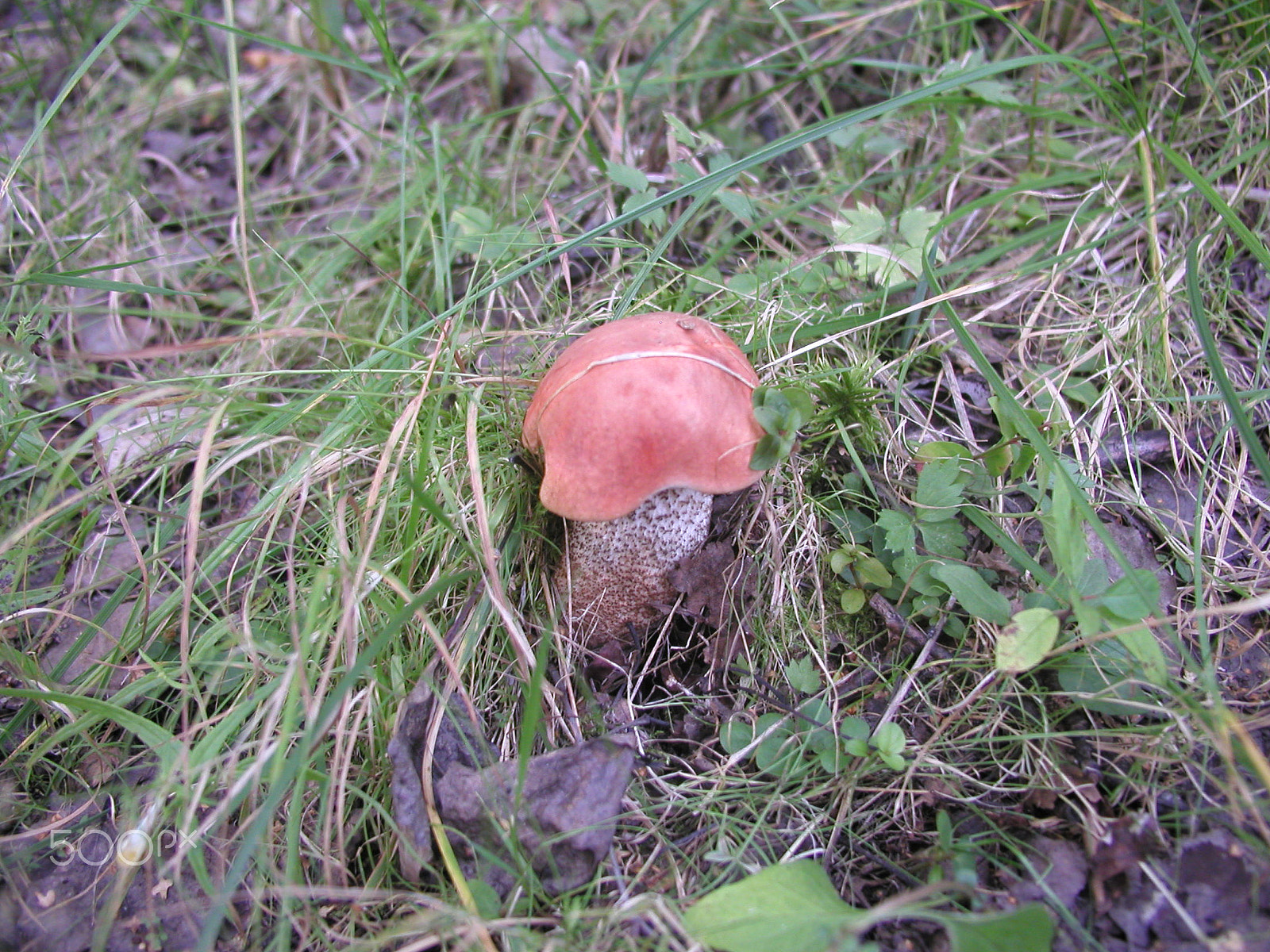 Olympus C4040Z sample photo. Forest mushrooms. edible mushrooms in the forest litter photography