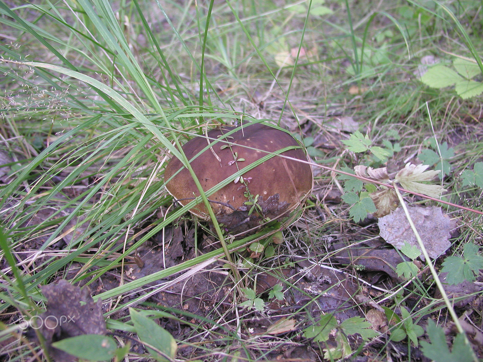 Olympus C4040Z sample photo. Forest mushrooms. edible mushrooms in the forest litter photography