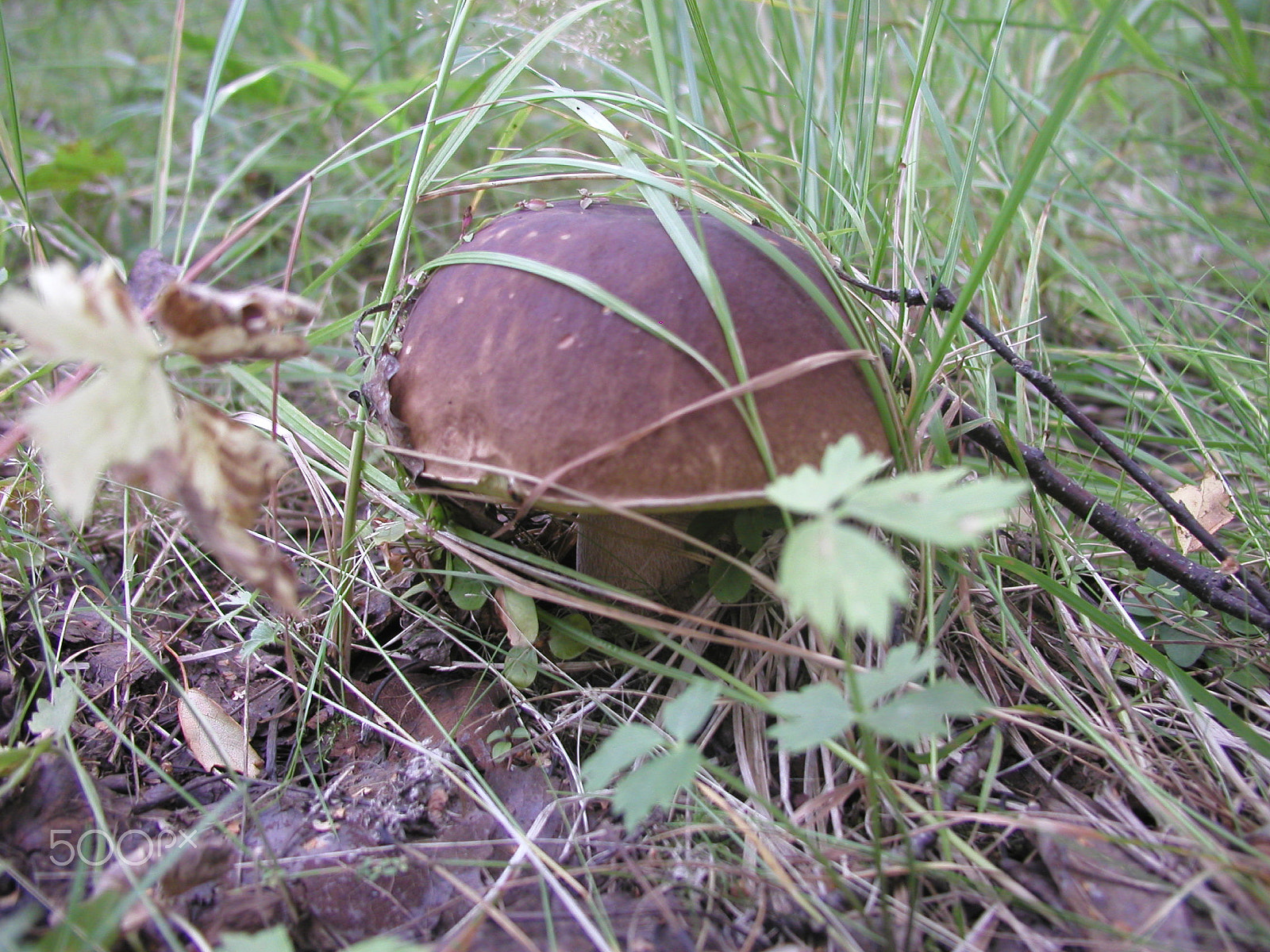 Olympus C4040Z sample photo. Forest mushrooms. edible mushrooms in the forest litter photography