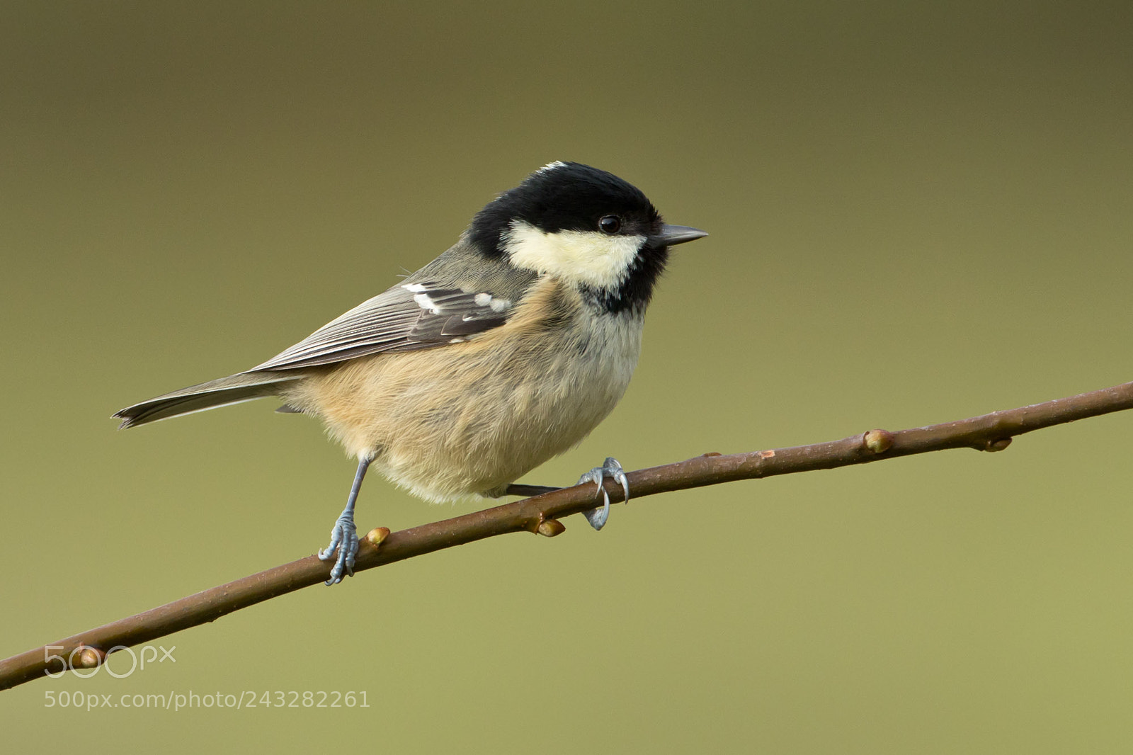 Canon EOS 7D Mark II sample photo. Coal tit photography