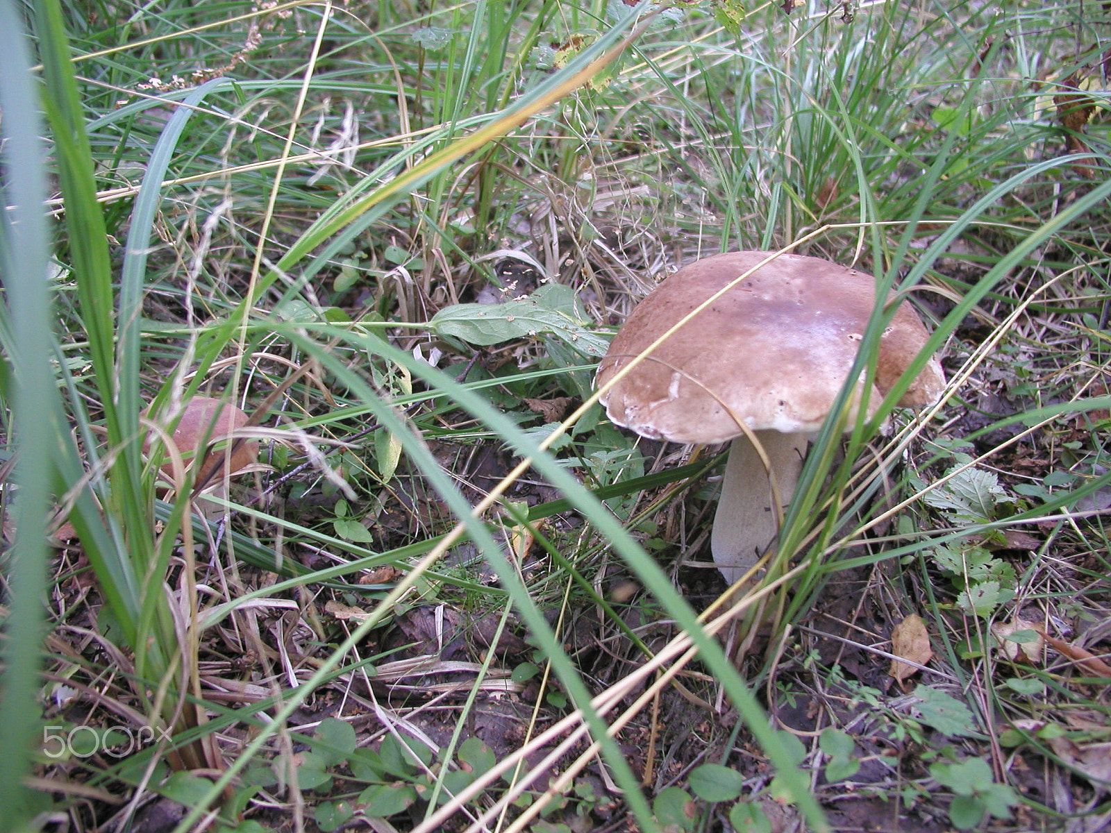 Olympus C4040Z sample photo. Forest mushrooms. edible mushrooms in the forest litter photography