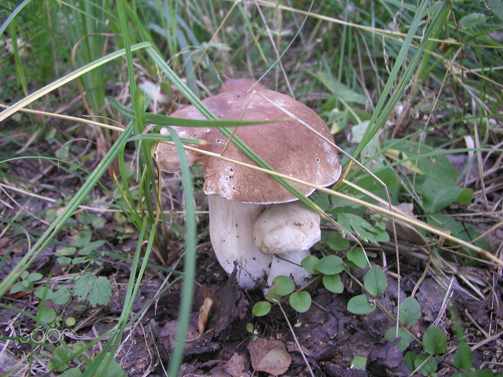 Olympus C4040Z sample photo. Forest mushrooms. edible mushrooms in the forest litter photography