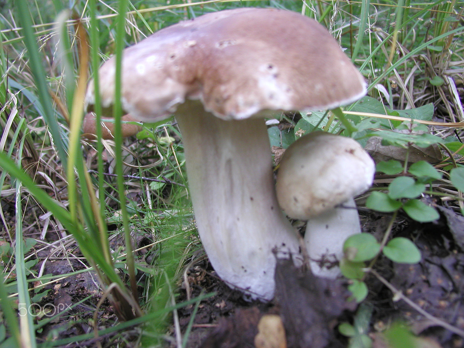 Olympus C4040Z sample photo. Forest mushrooms. edible mushrooms in the forest litter photography