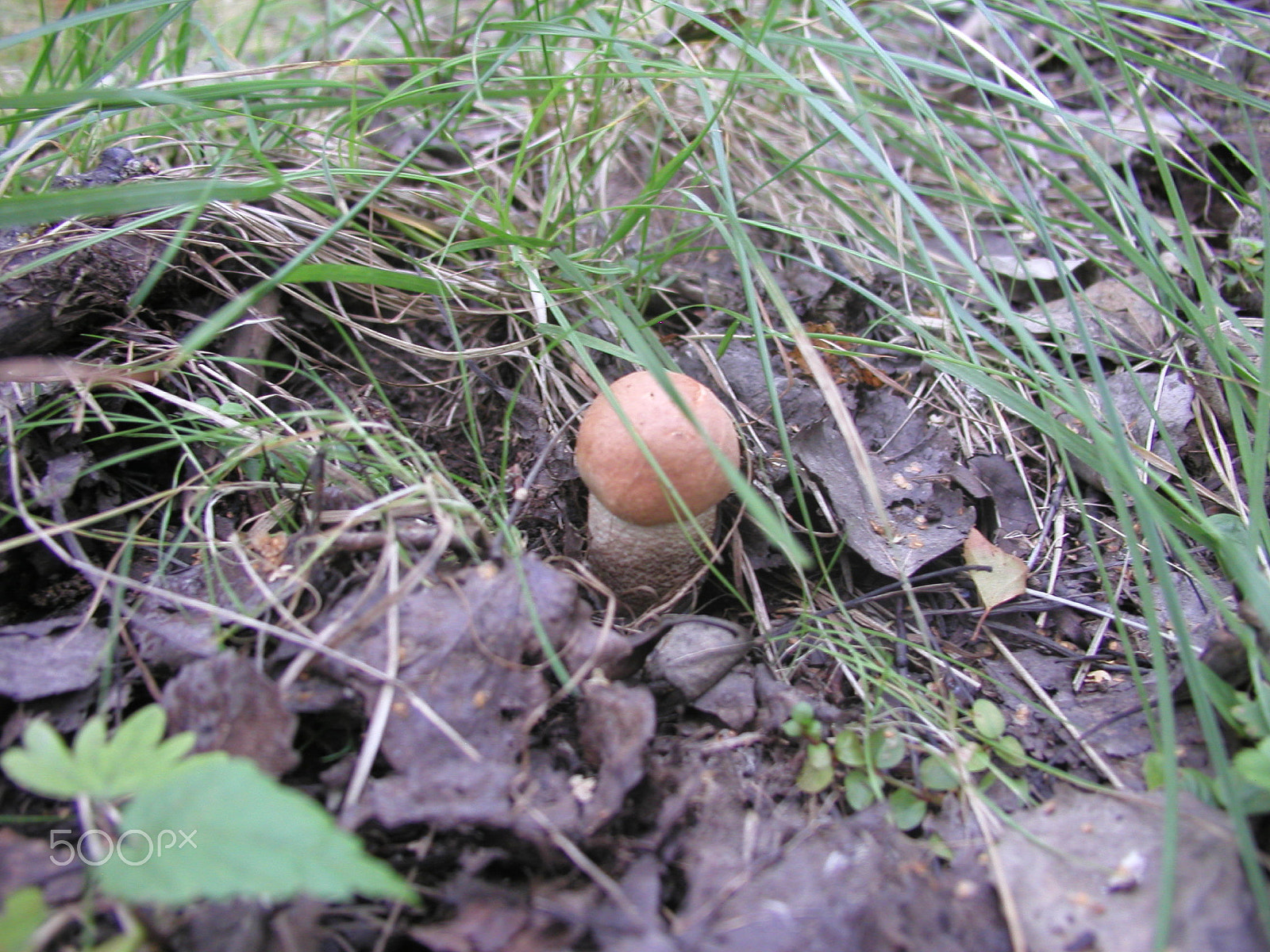 Olympus C4040Z sample photo. Forest mushrooms. edible mushrooms in the forest litter photography