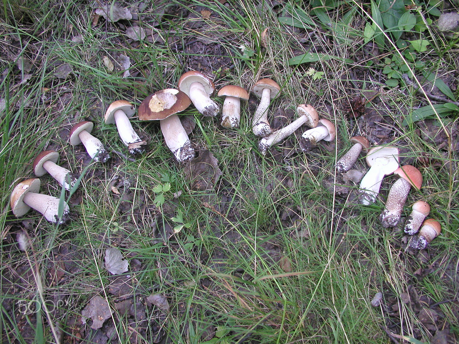 Olympus C4040Z sample photo. Forest mushrooms. edible mushrooms in the forest litter photography