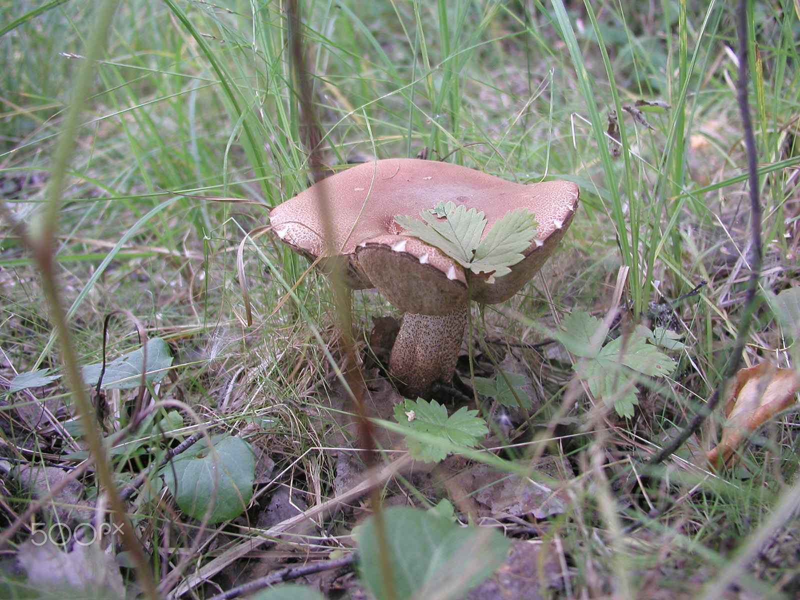 Olympus C4040Z sample photo. Forest mushrooms. edible mushrooms in the forest litter photography