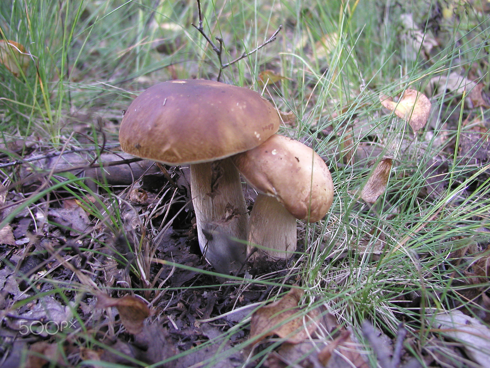 Olympus C4040Z sample photo. Forest mushrooms. edible mushrooms in the forest litter photography