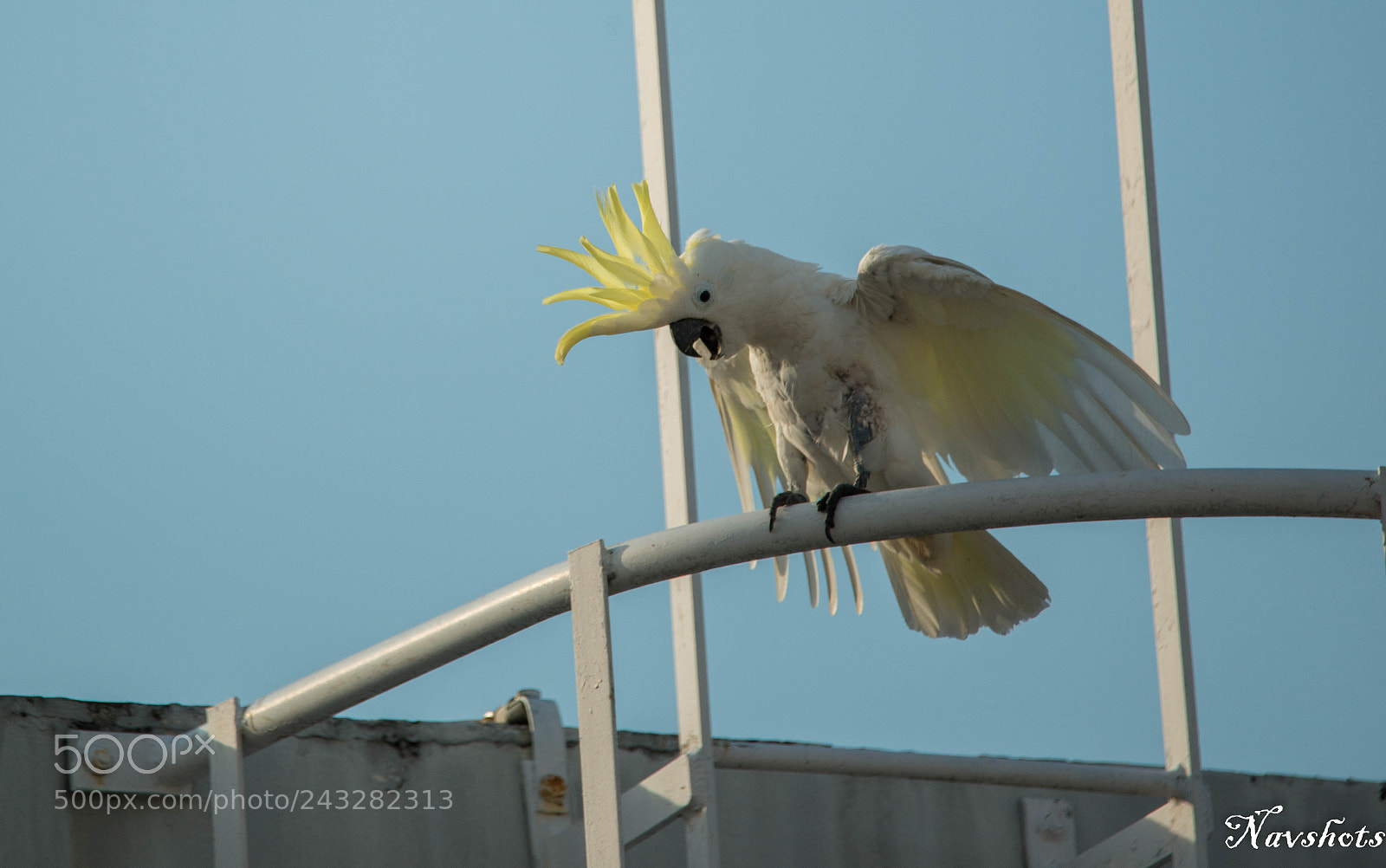 Nikon D800E sample photo. Yellow crested cockatoo photography