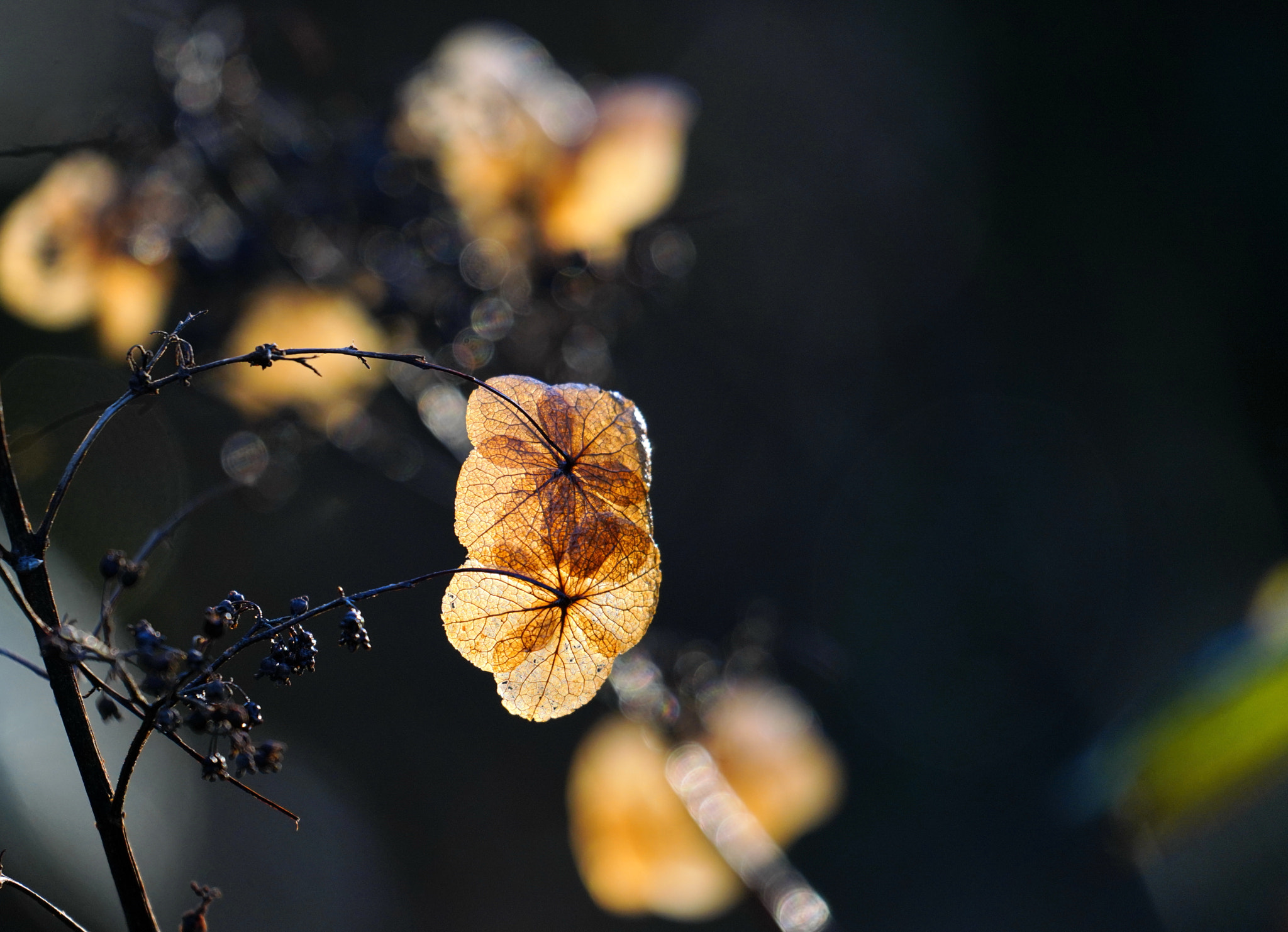 Sony FE 70-300mm F4.5-5.6 G OSS sample photo. Ageing beauty ii photography