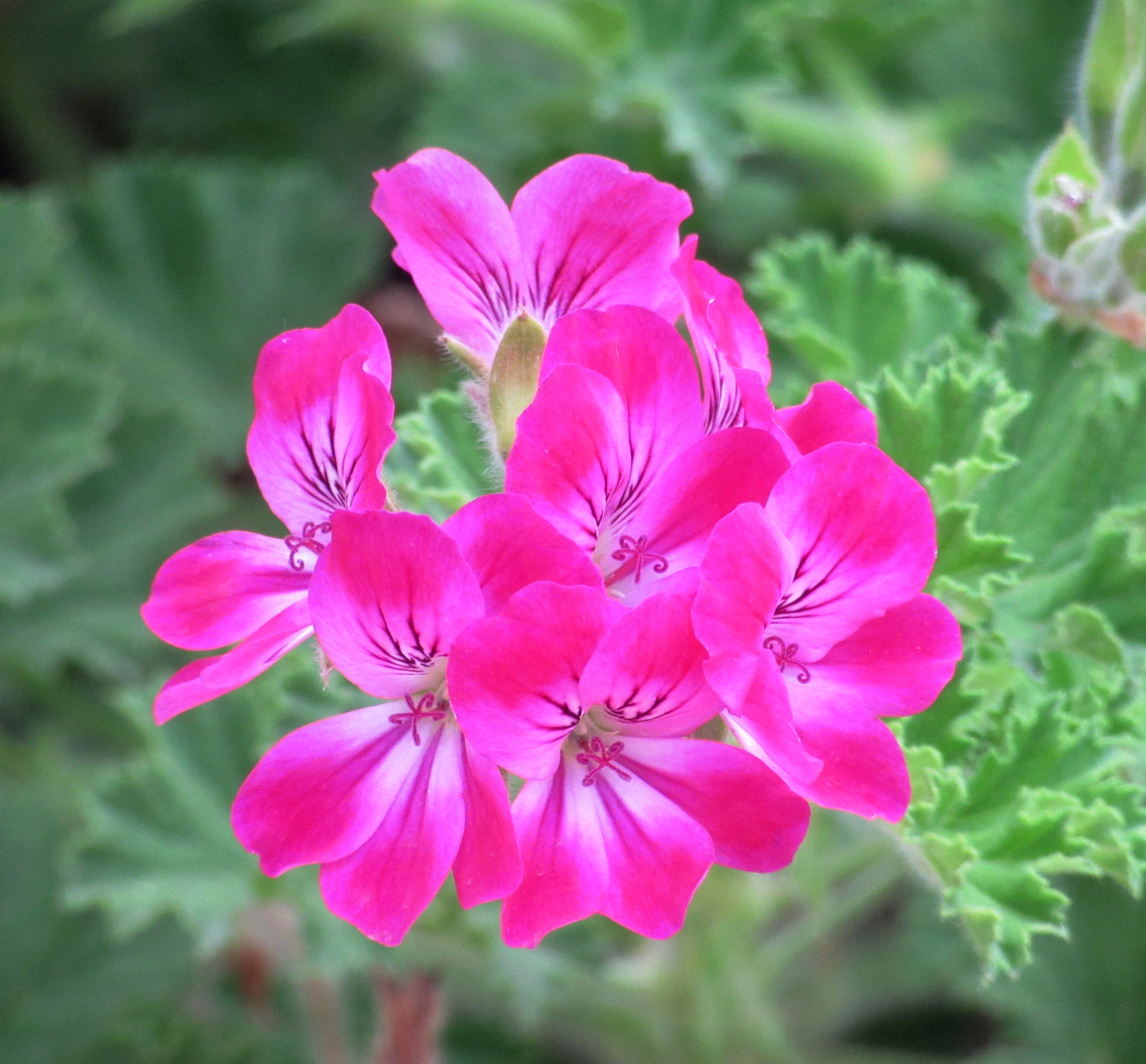 Canon PowerShot SX600 HS sample photo. Hello pink photography