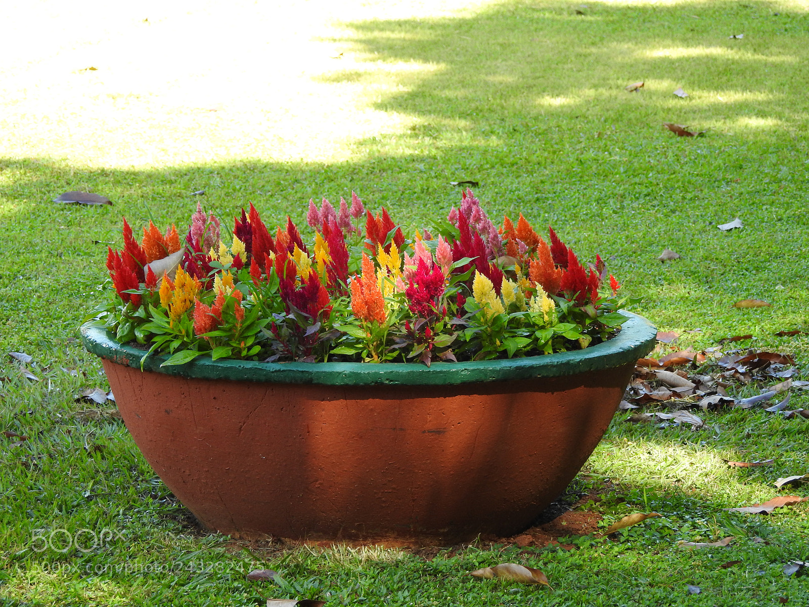 Nikon Coolpix P900 sample photo. Garden photography photography