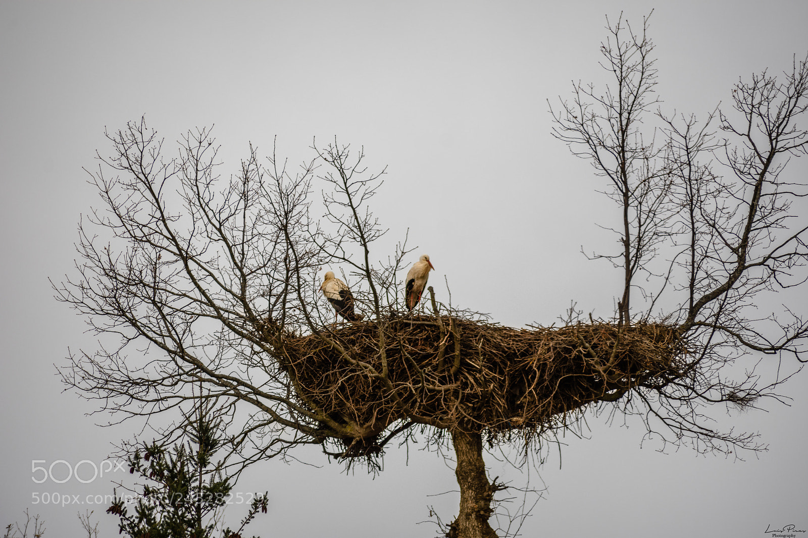 Nikon D7200 sample photo. Stork nest. photography