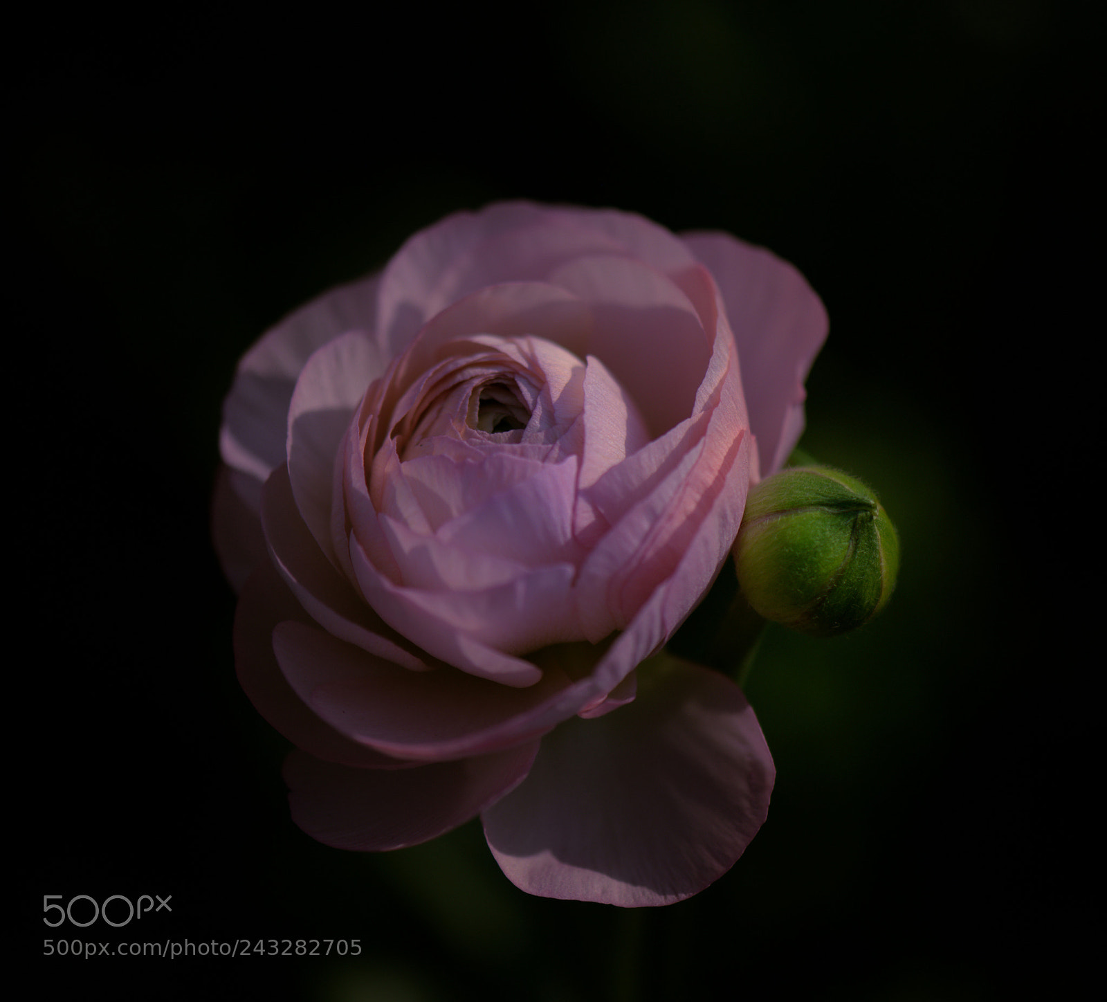 Nikon D800 sample photo. Flowers photography
