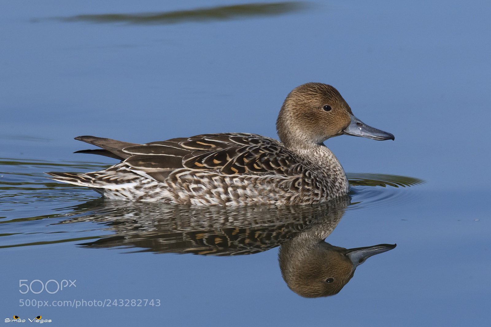 Nikon D500 sample photo. Anas acuta ♀ photography